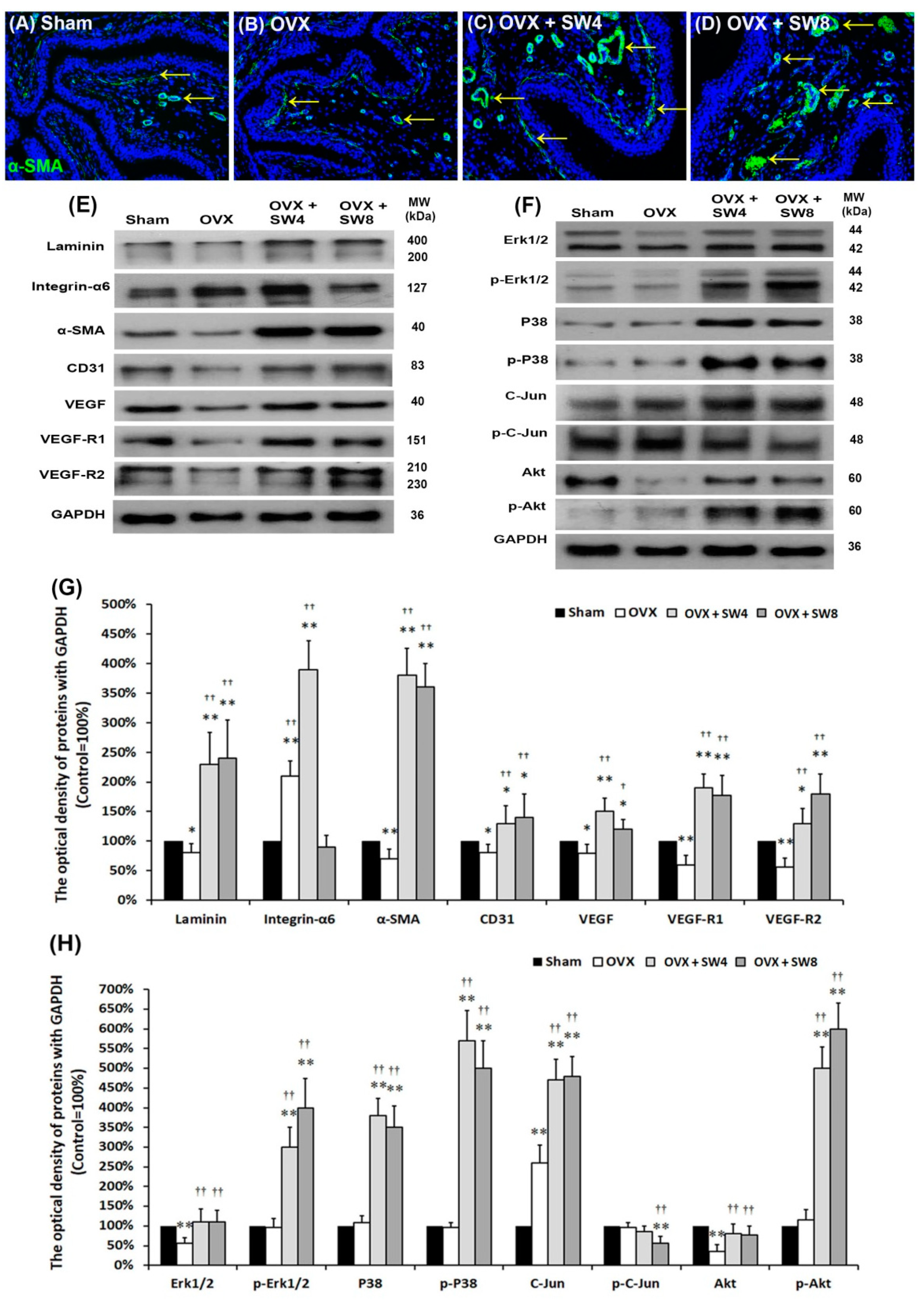Ijms 22 09296 g004 Ijms 22 09296 g004