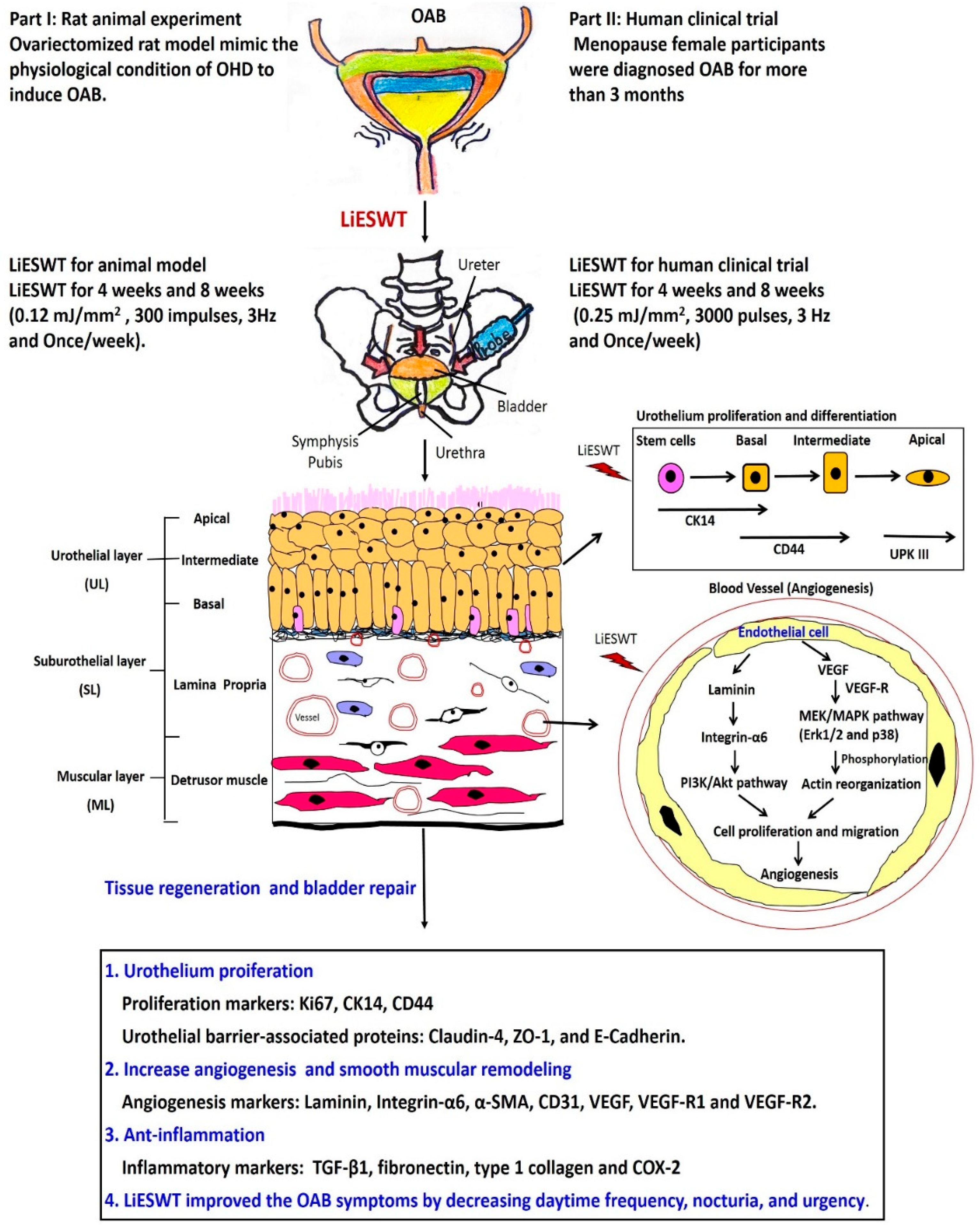 Ijms 22 09296 g007 Ijms 22 09296 g007