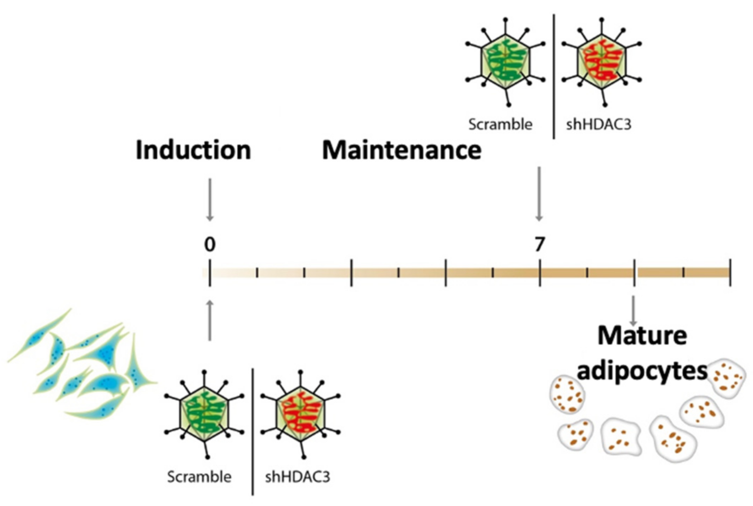 Ijms 22 09300 g001 550