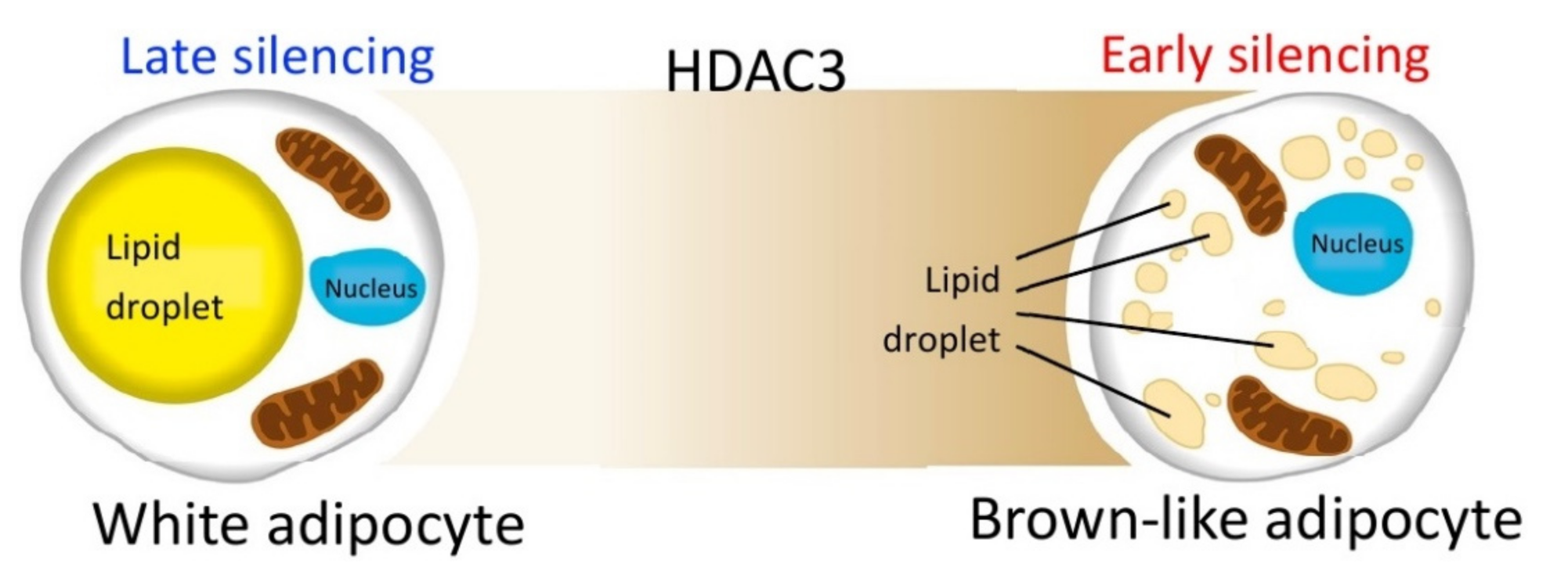 Ijms 22 09300 g010 550