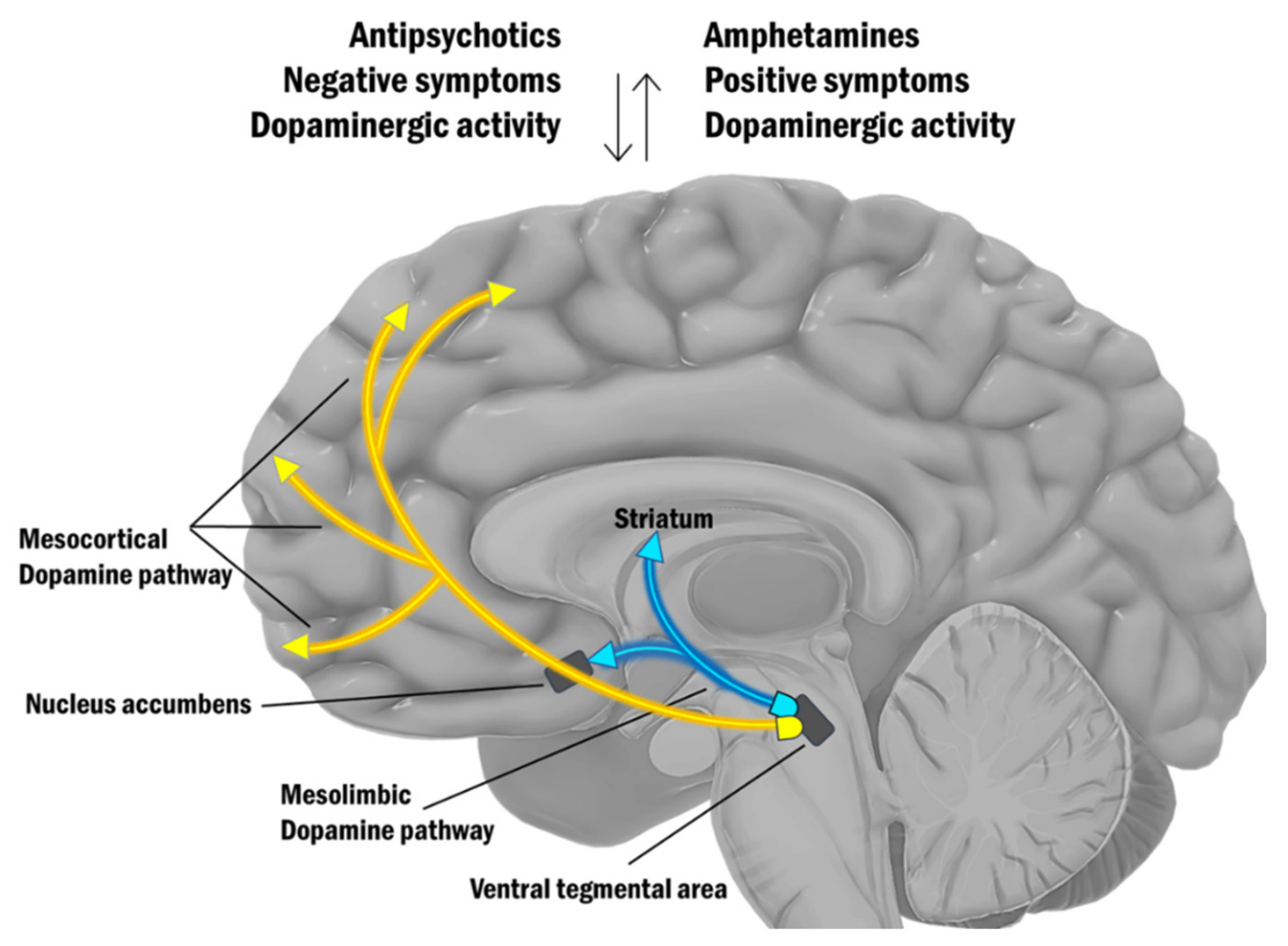 IJMS | Free | Resonance as a for Monitoring the Medication-Related Effects the Brain May Provide Potential Biomarkers for Psychotic Disorders