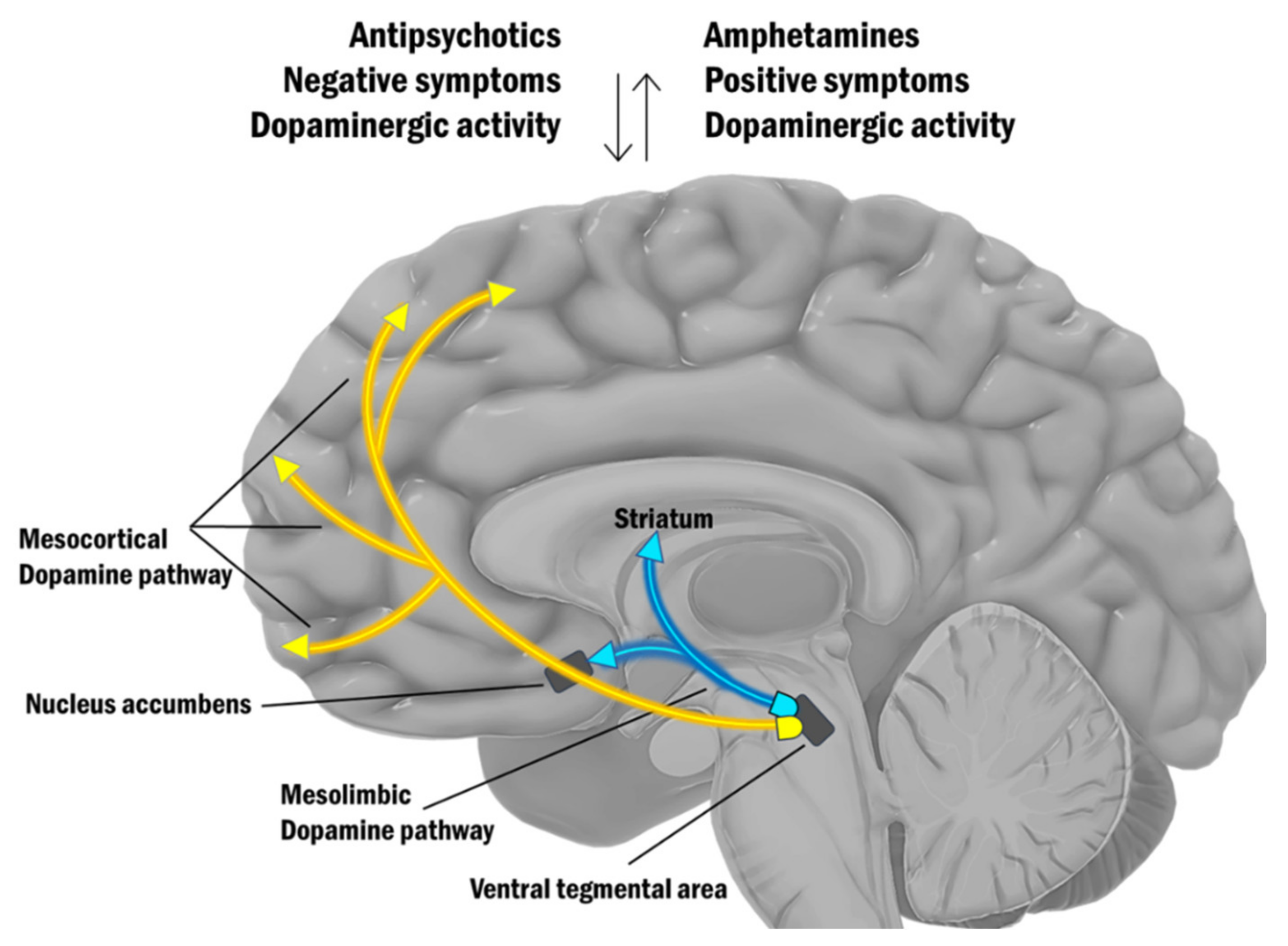 Kirsebær forord ukuelige IJMS | Free Full-Text | Pharmaco-Magnetic Resonance as a Tool for  Monitoring the Medication-Related Effects in the Brain May Provide  Potential Biomarkers for Psychotic Disorders | HTML