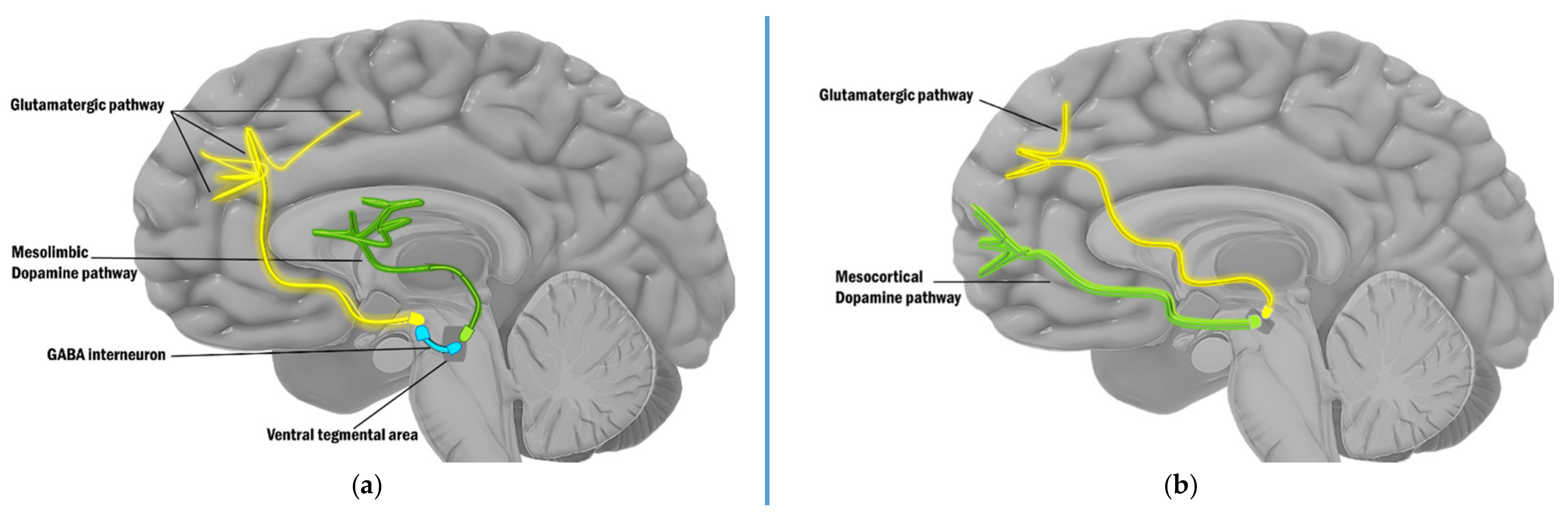 Ijms 22 09309 g002 Ijms 22 09309 g002