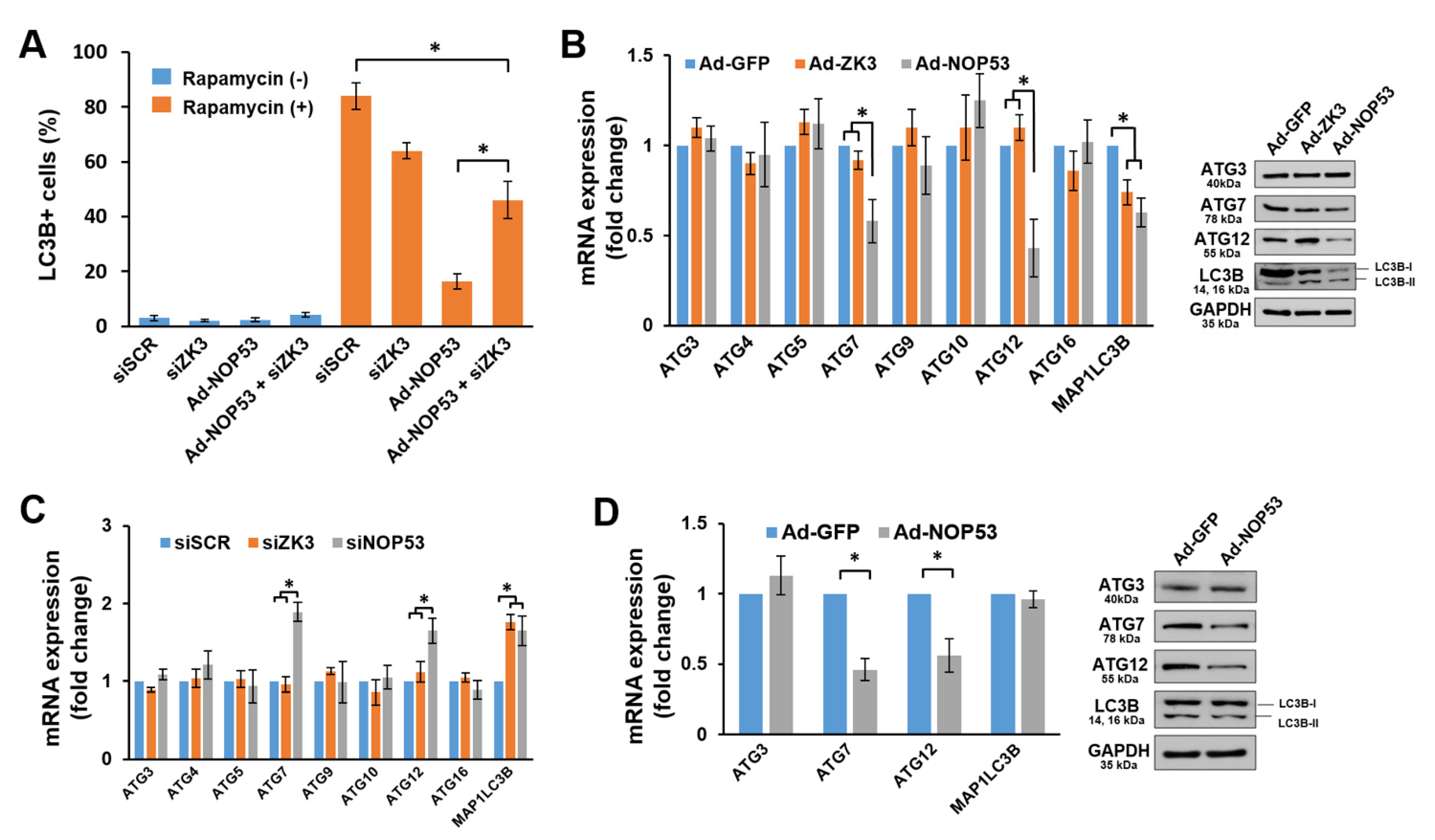 Ijms 22 09318 g004 Ijms 22 09318 g004