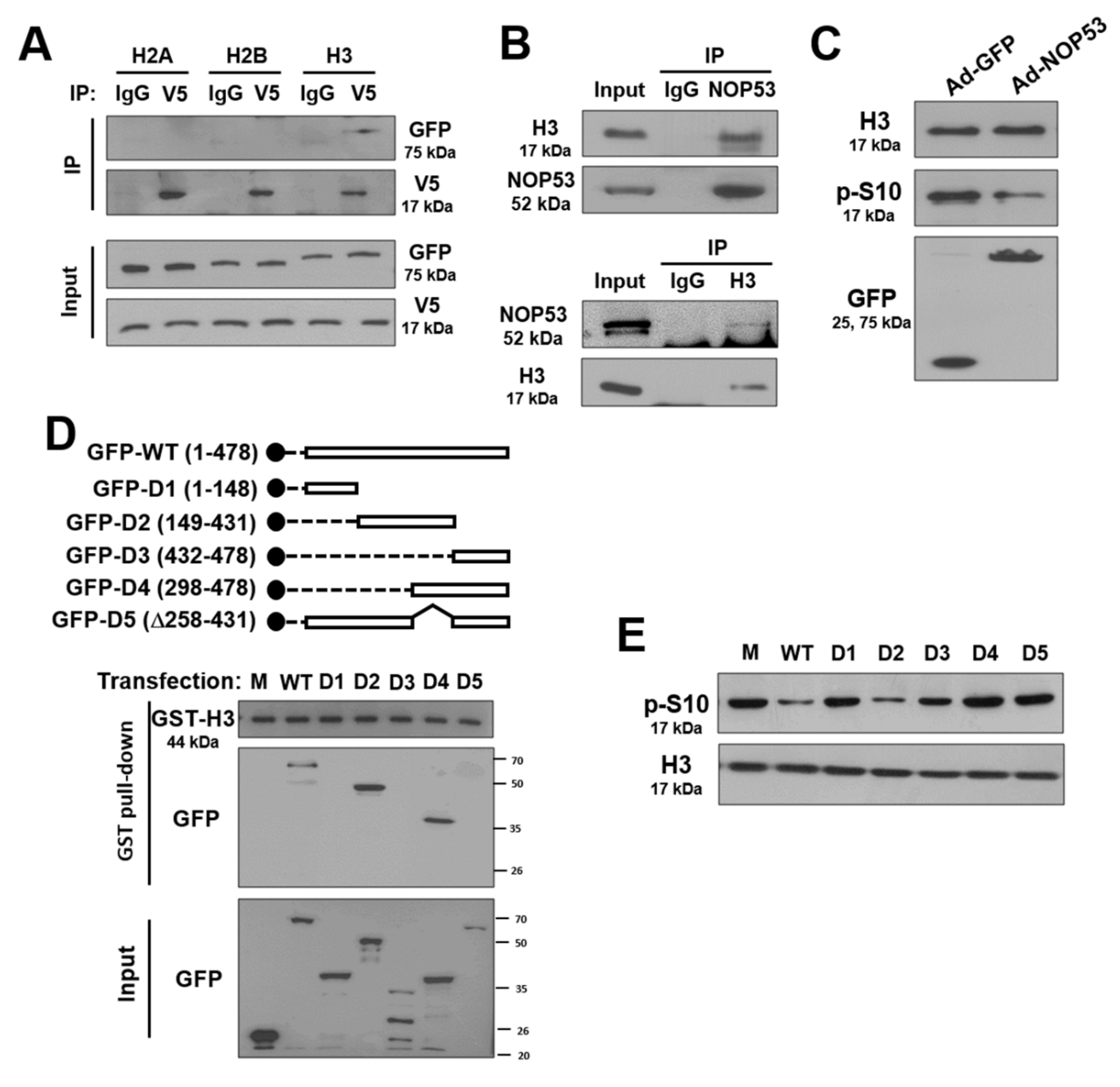 Ijms 22 09318 g005 Ijms 22 09318 g005
