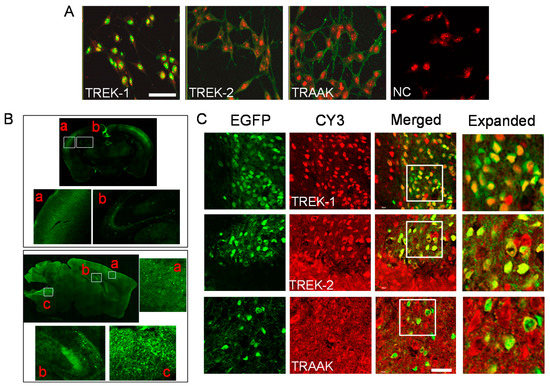 Ijms Free Full Text Muscimol Directly Activates The Trek 2 Channel Expressed In Gabaergic Neurons Through Its N Terminus Html