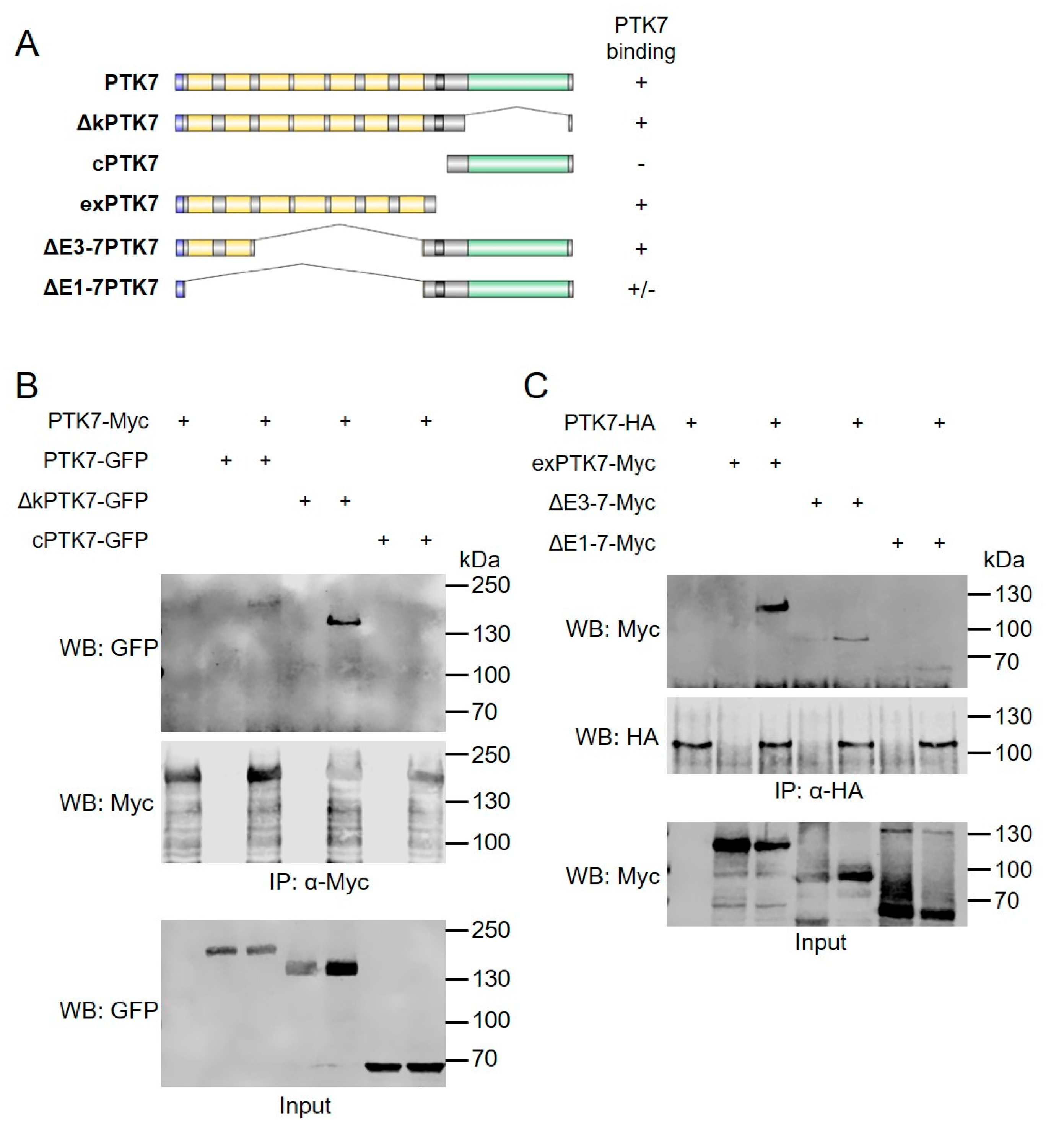 Ijms 22 09324 g005 550