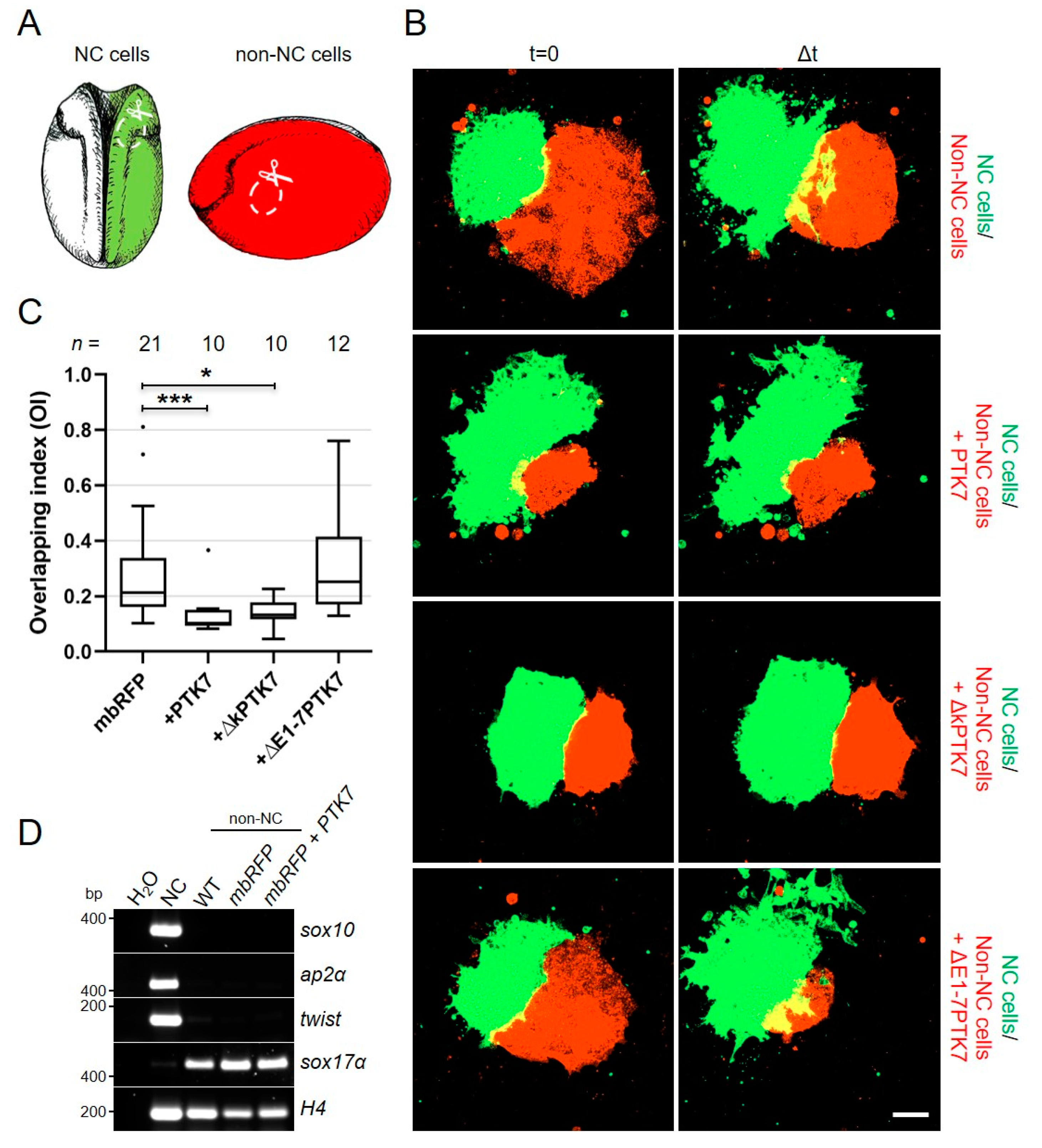 Ijms 22 09324 g007 550