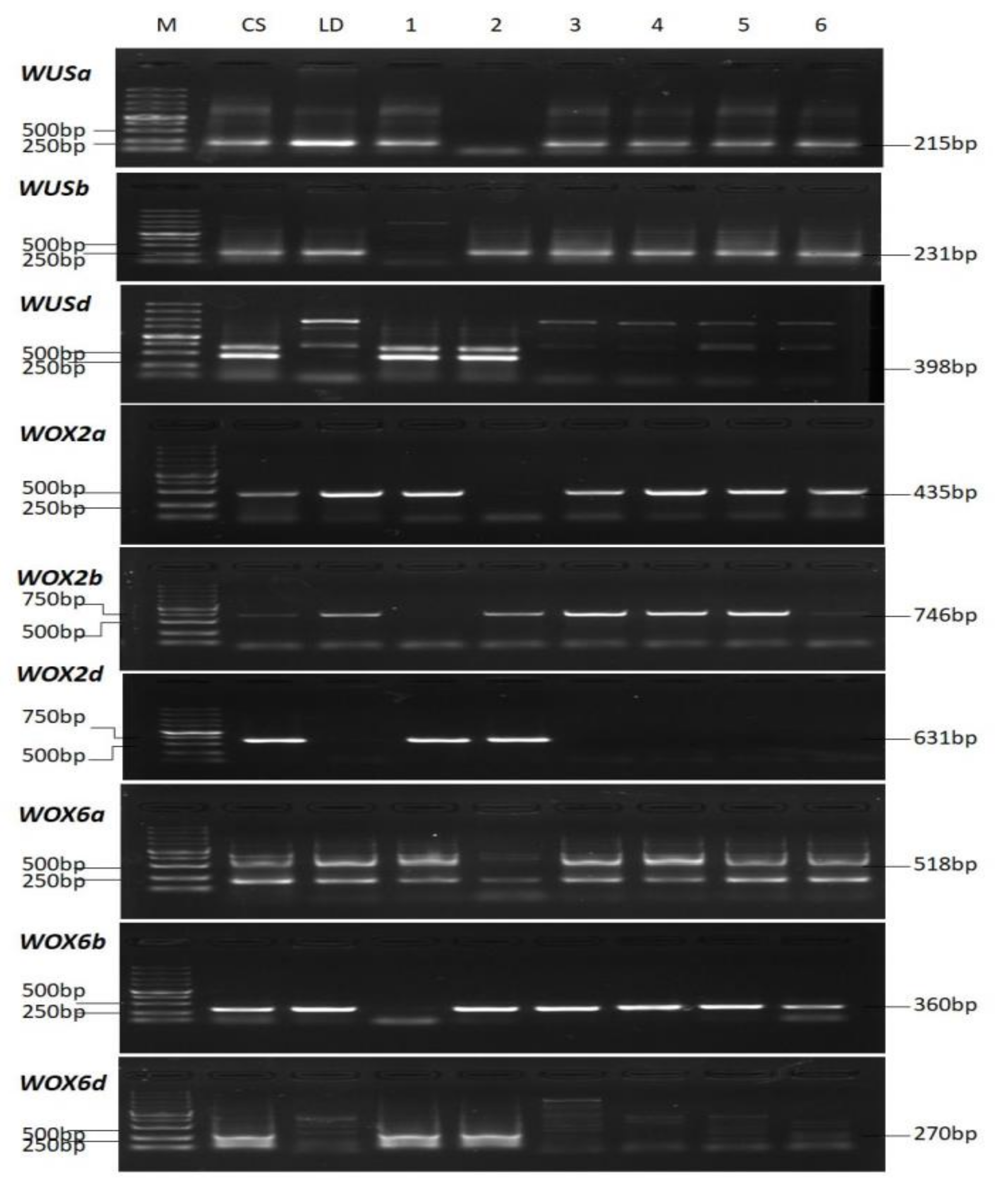Ijms 22 09325 g003 550