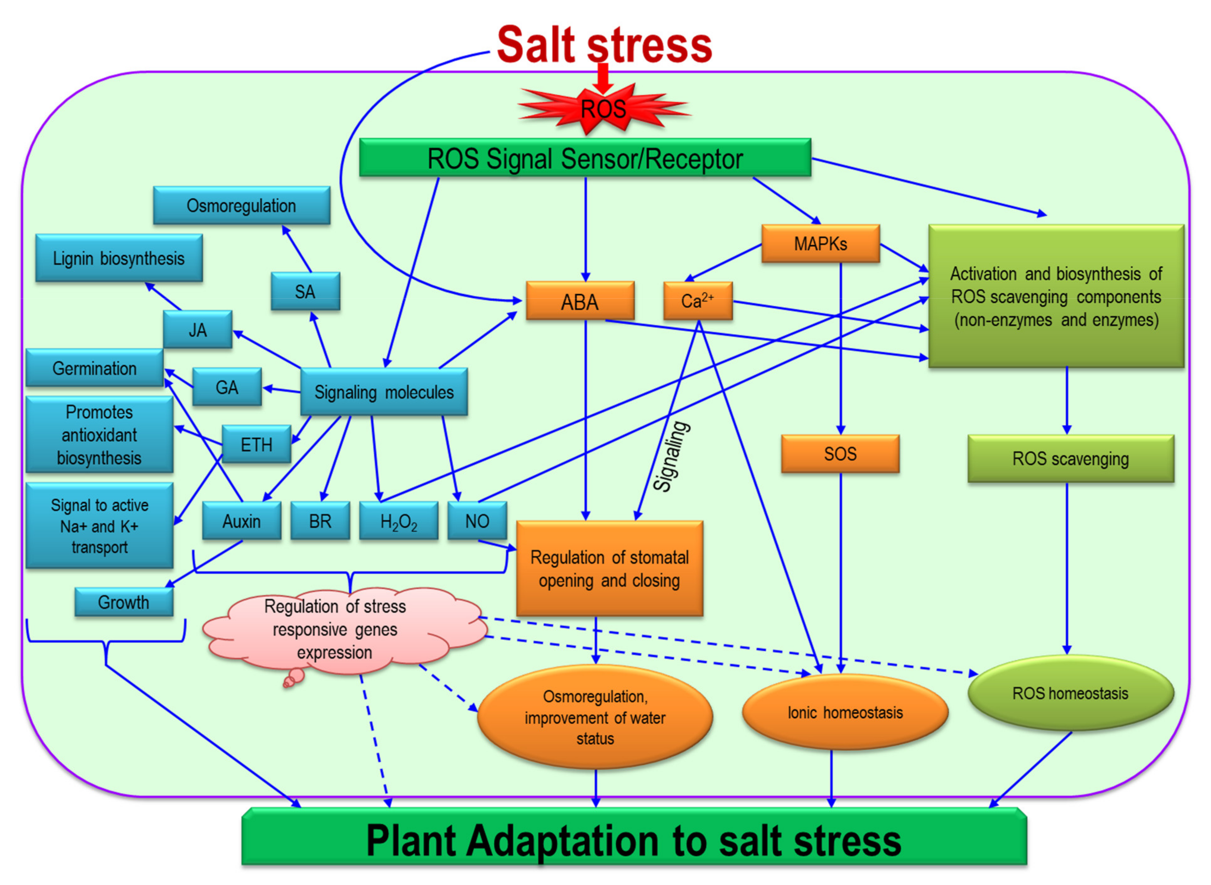 Ijms 22 09326 g008 550