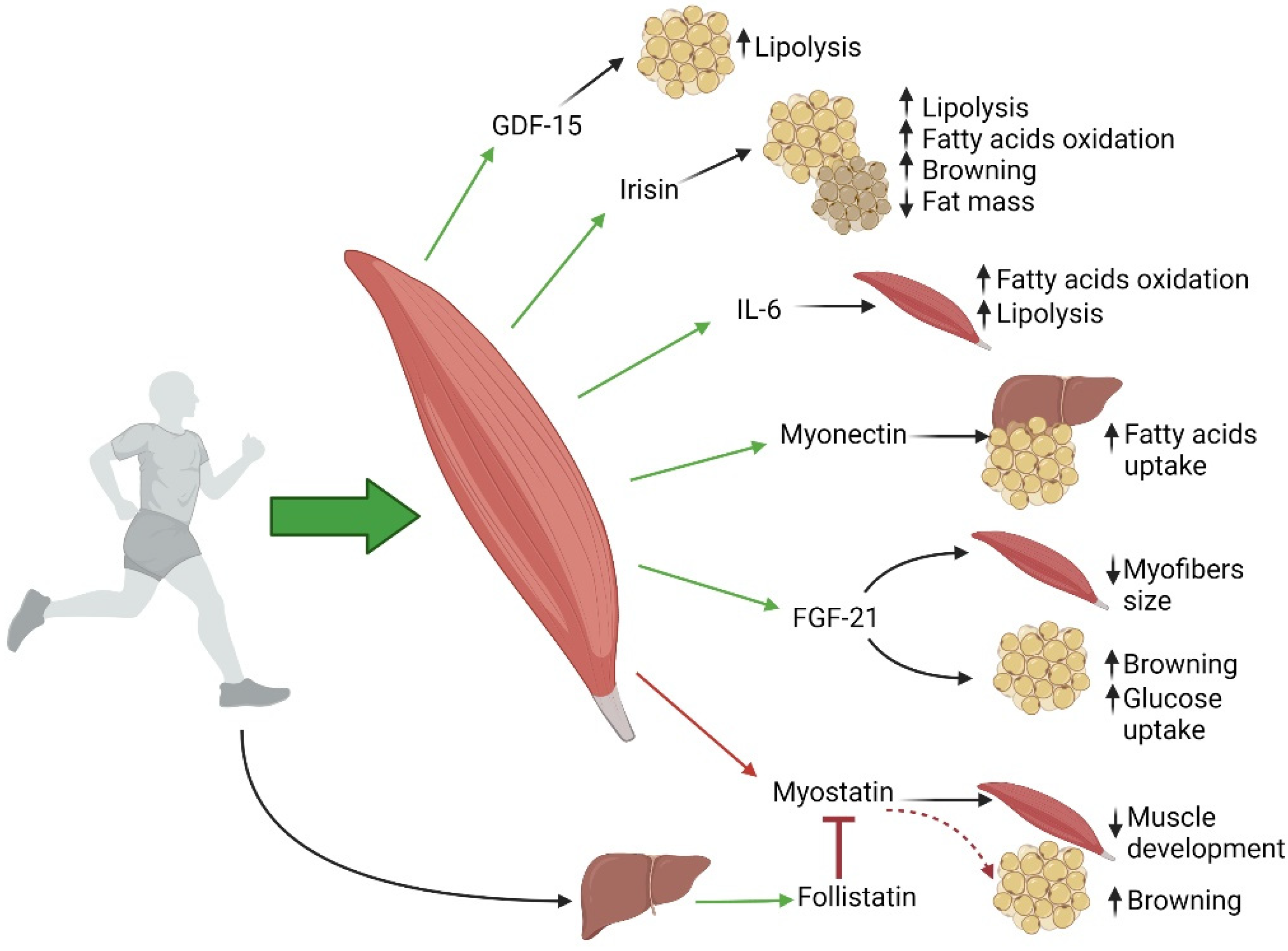 IJMS | Free Full-Text | Exploring the Role of Skeletal Muscle in Insulin Resistance: Lessons from Cultured Cells to Animal Models IJMS | Free Full-Text | Exploring the Role of Skeletal Muscle in Insulin Resistance: Lessons from Cultured Cells to Animal Models