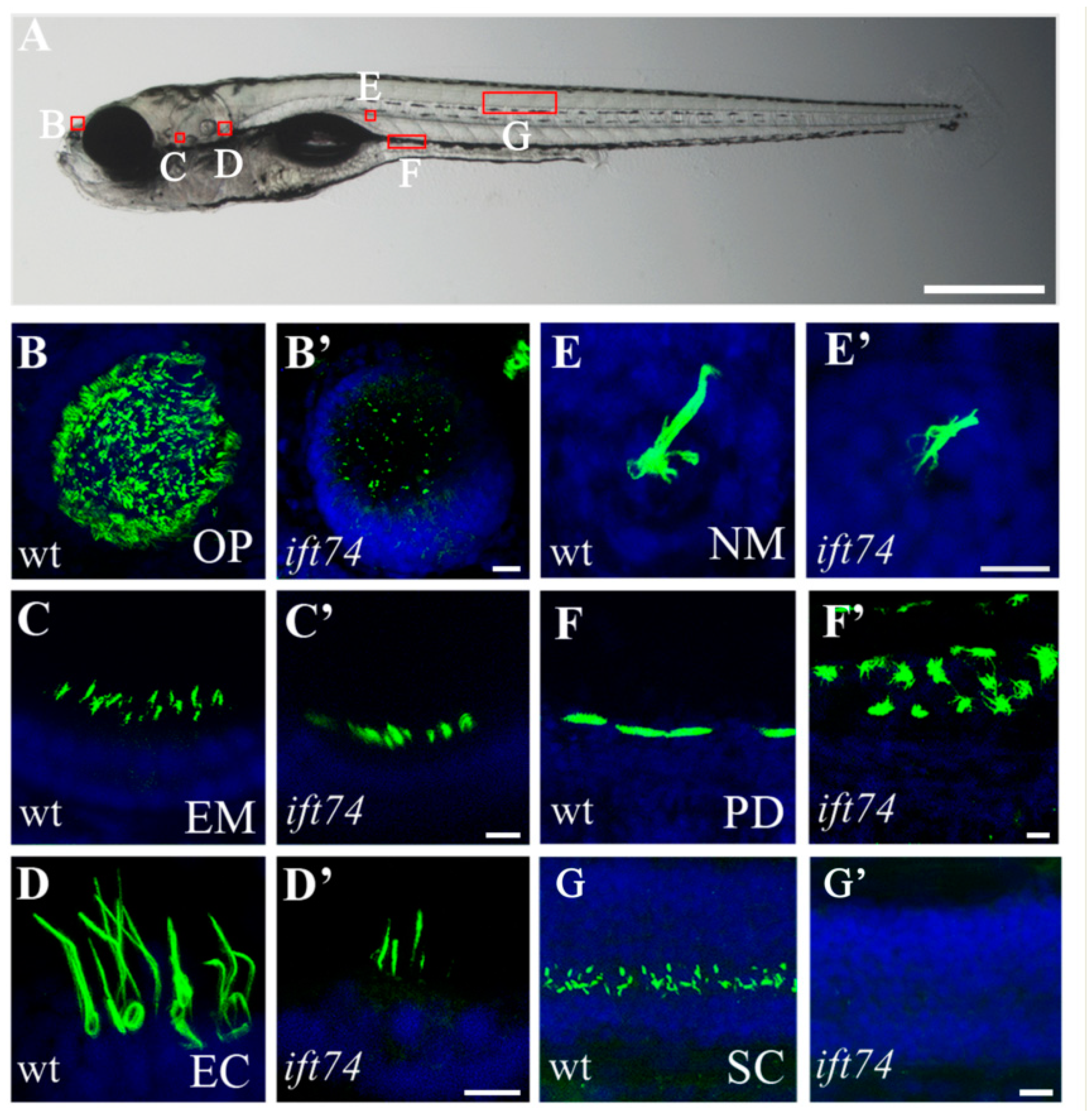 Ijms 22 09329 g002 550