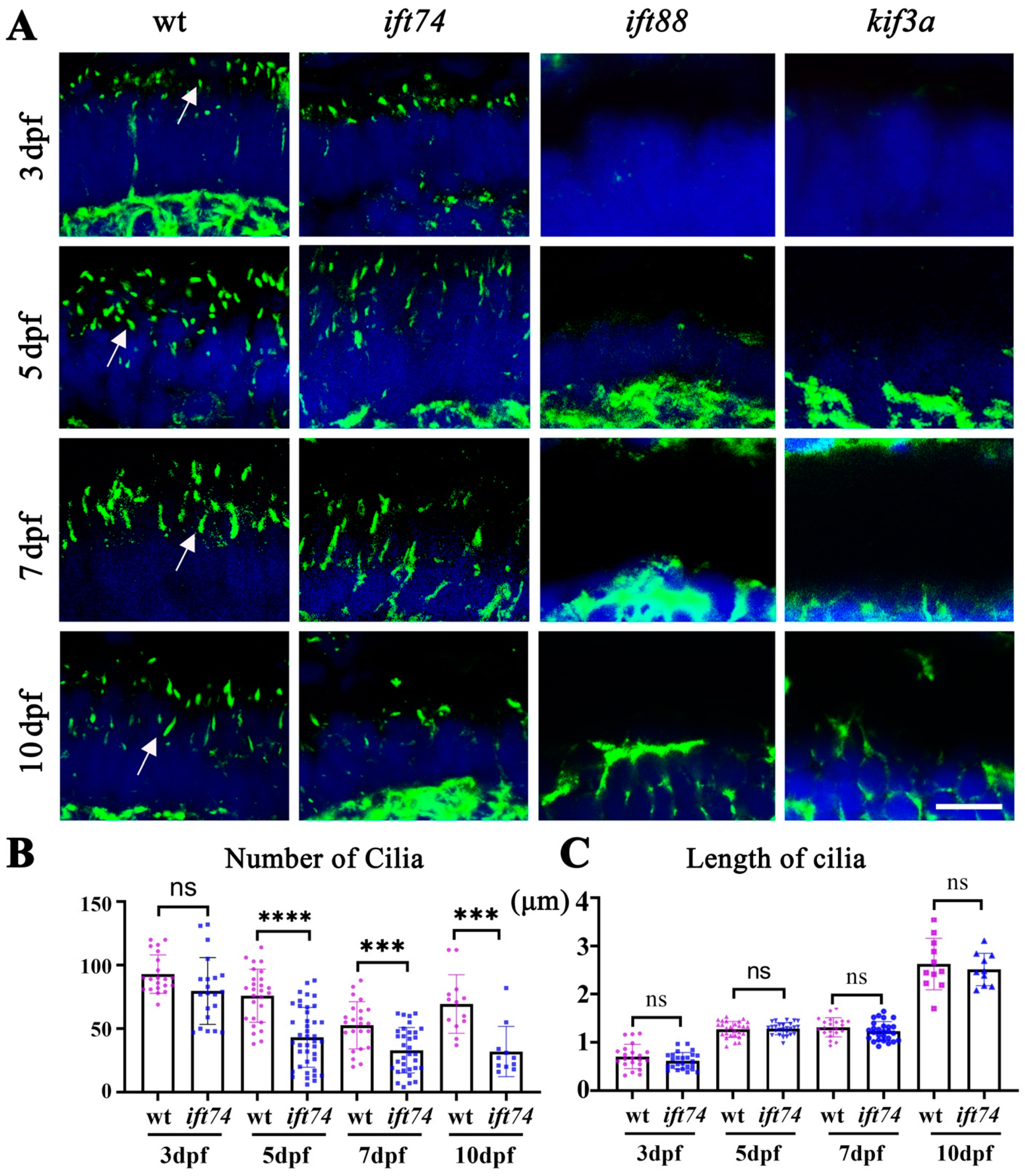 Ijms 22 09329 g004 550