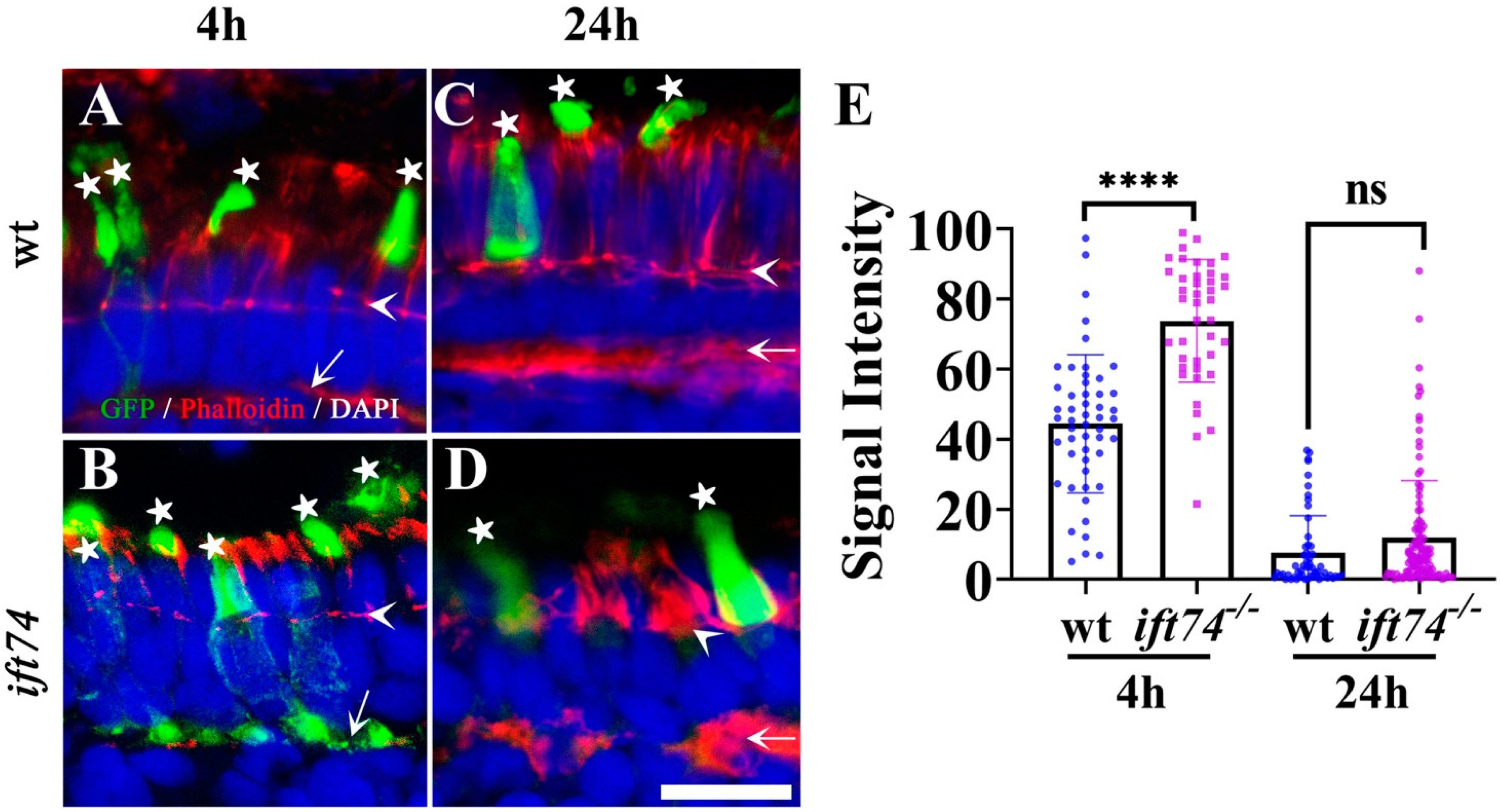Ijms 22 09329 g005 550