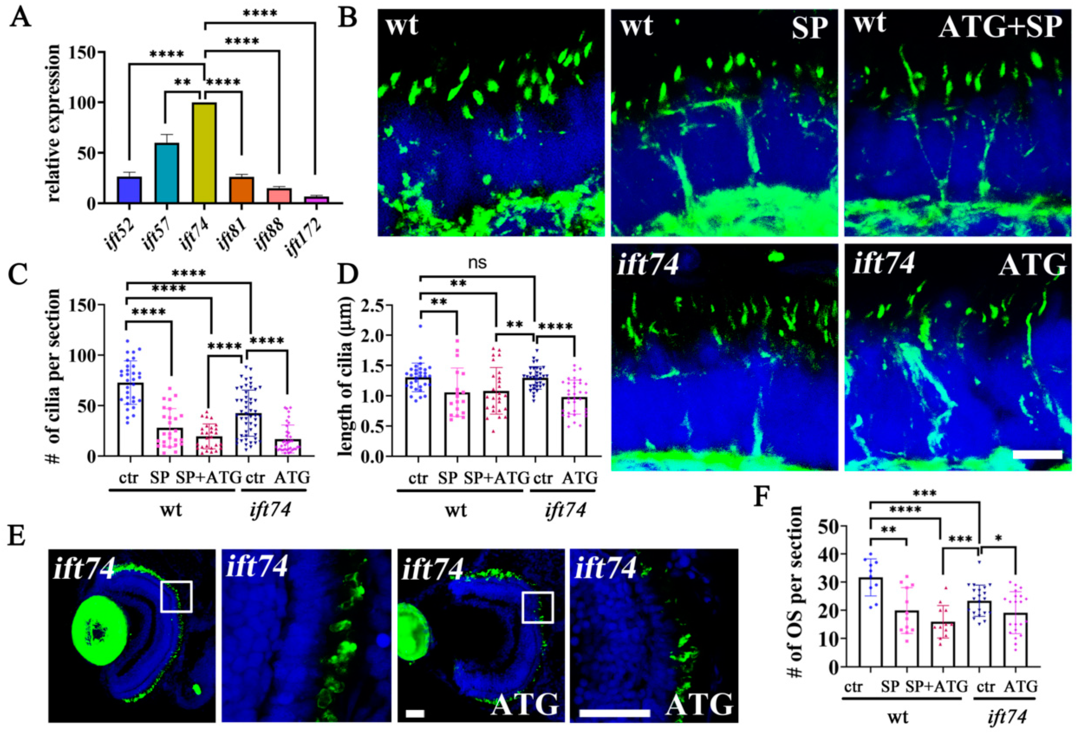 Ijms 22 09329 g006 550
