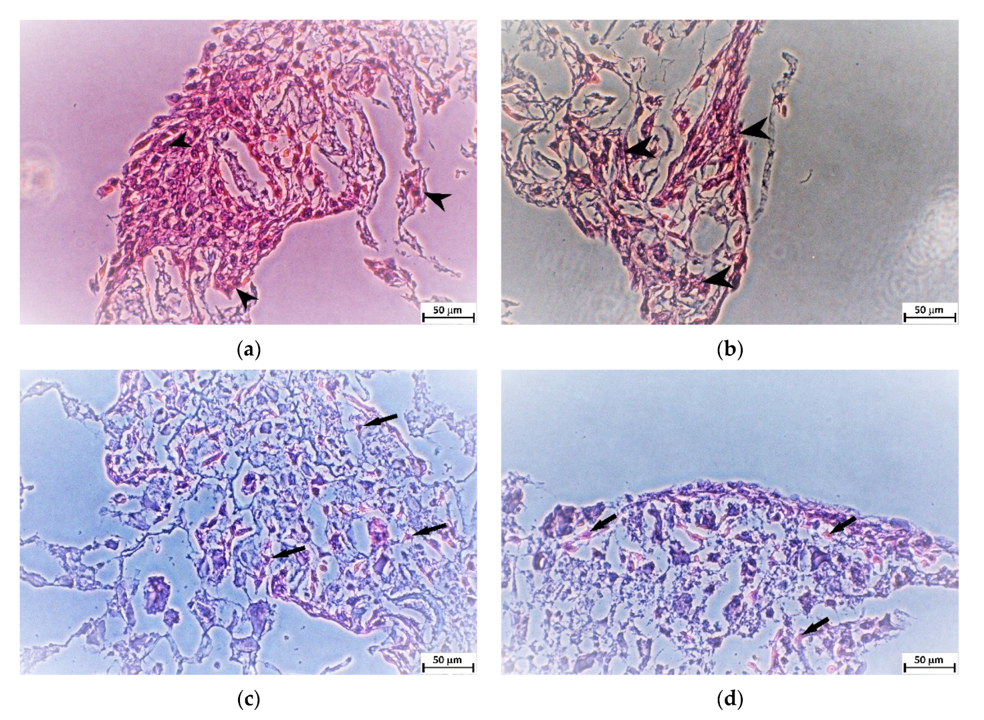 Ijms 22 09335 g006 550