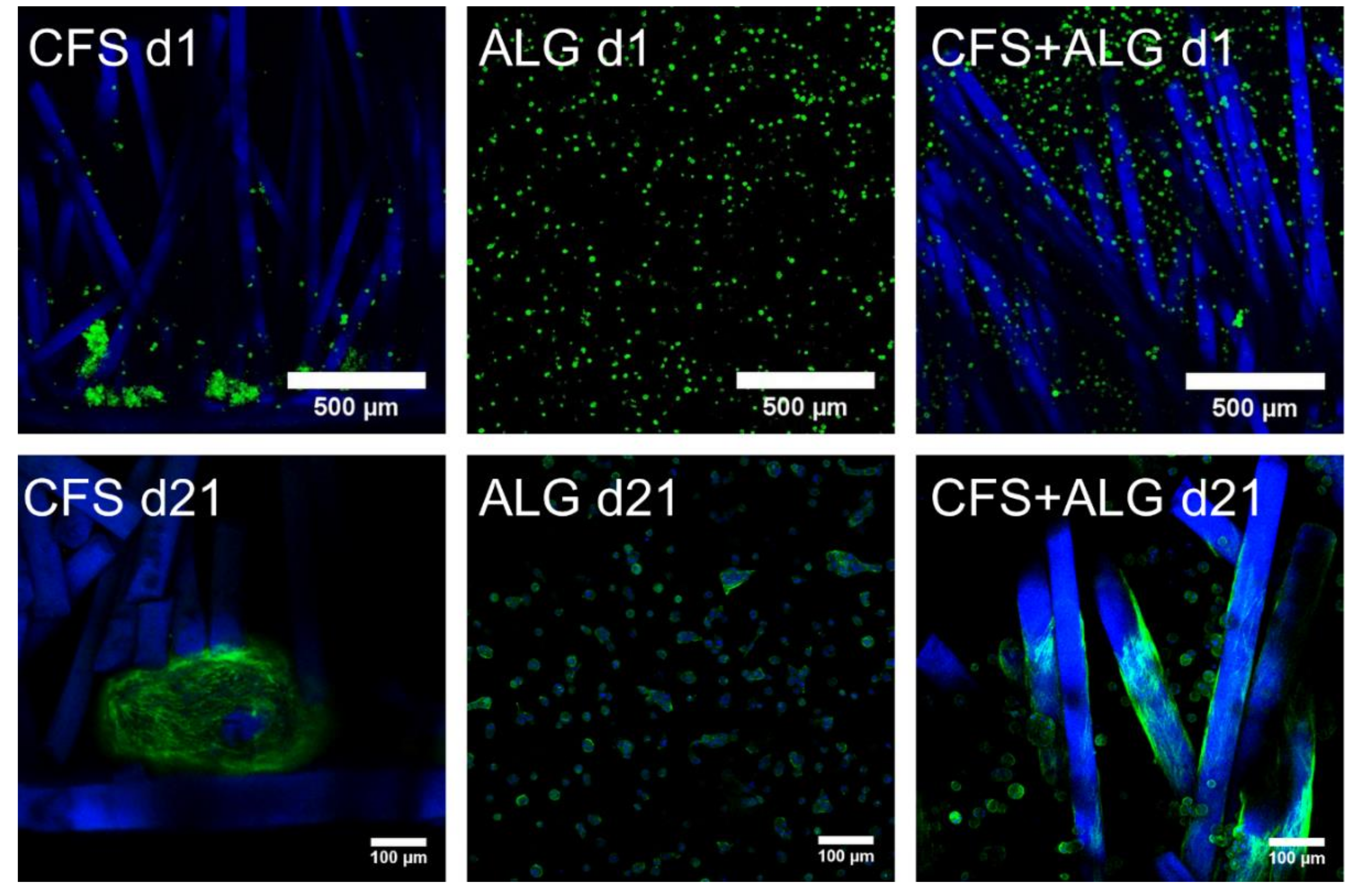 Ijms 22 09341 g004 550