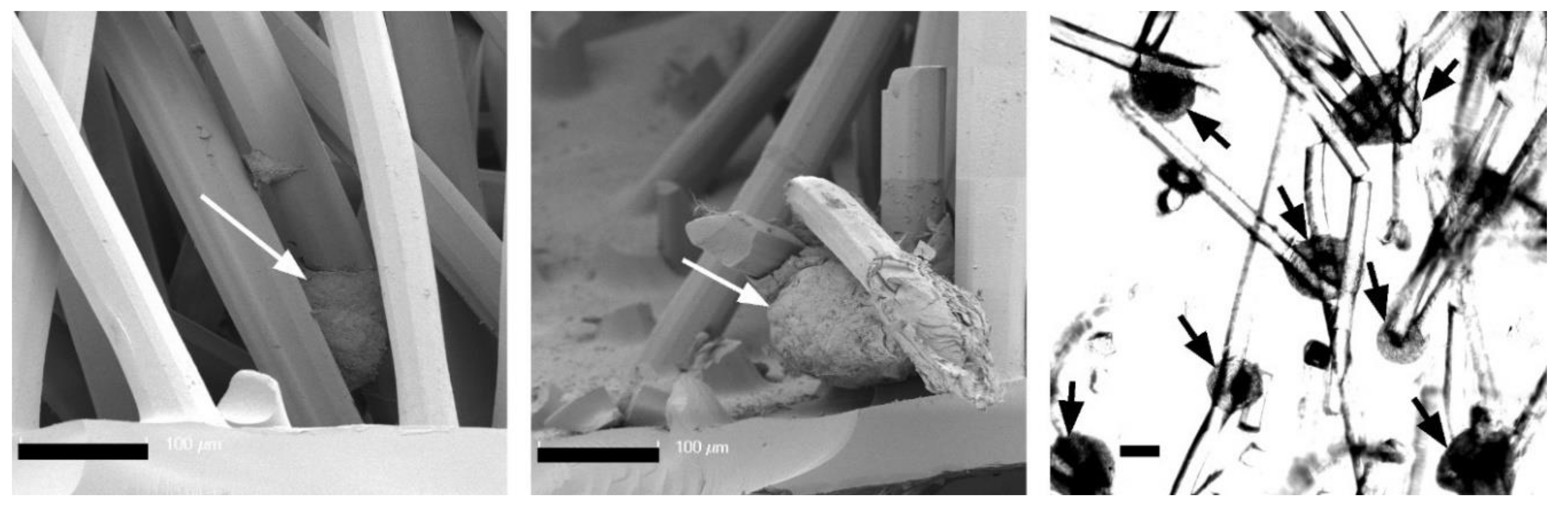 Ijms 22 09341 g005 550