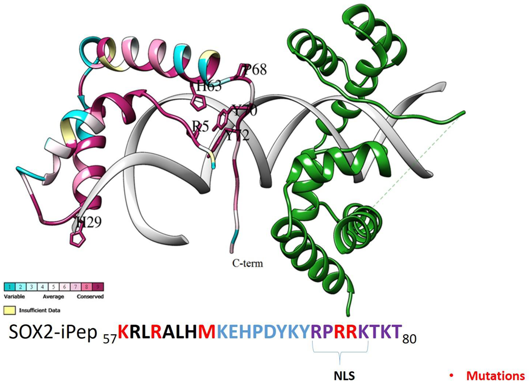 Ijms 22 09354 g003 Ijms 22 09354 g003