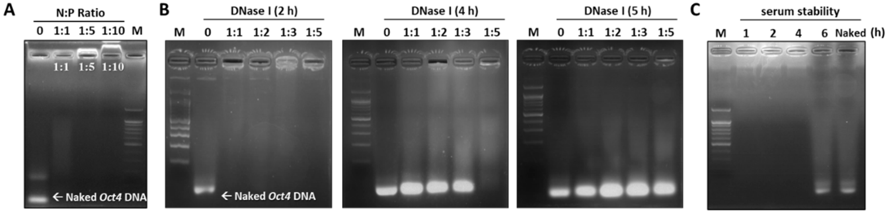 Ijms 22 09357 g003 550