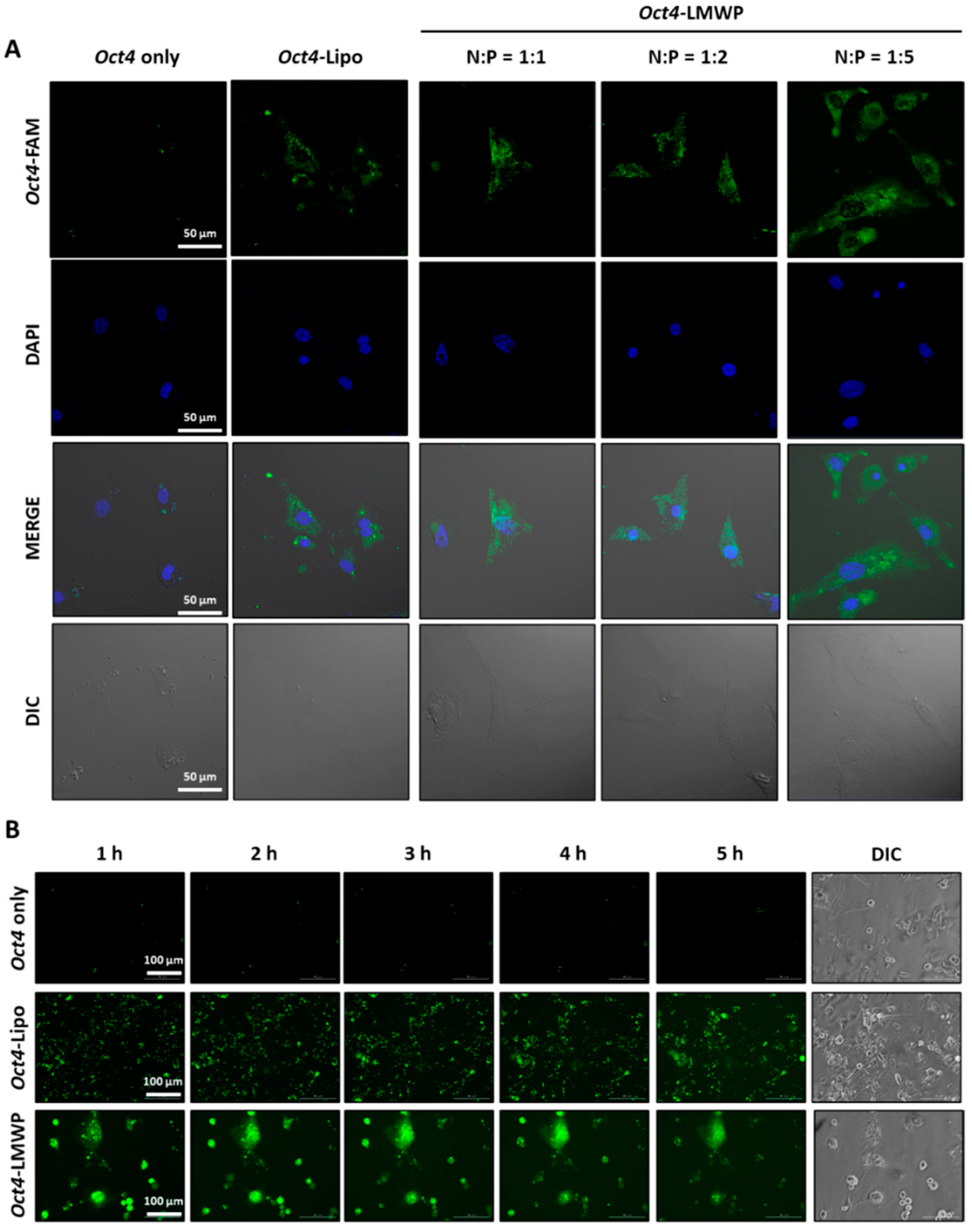 Ijms 22 09357 g004 550