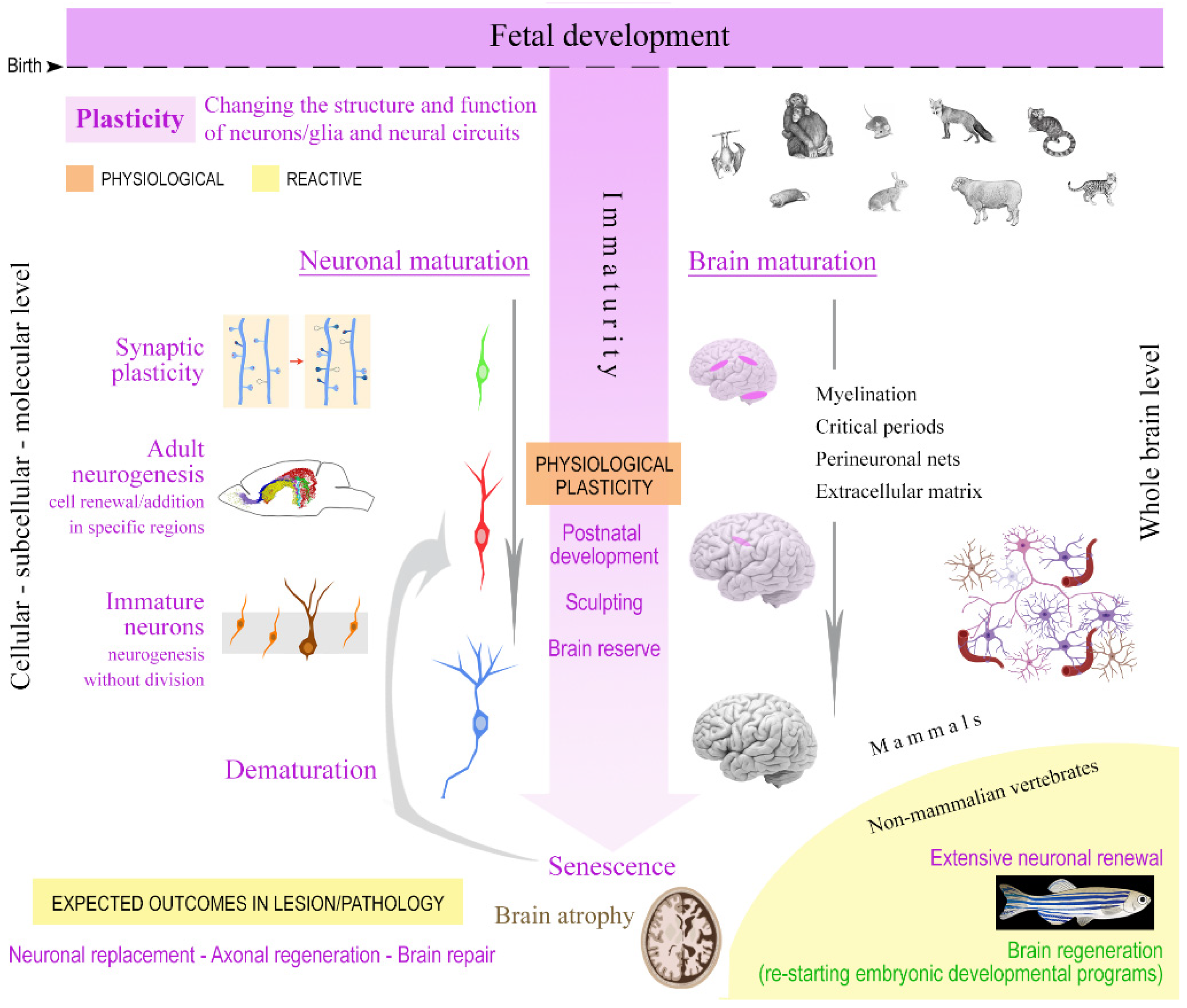 Frontiers  Exercise Intensity and Brain Plasticity: What's the Difference  of Brain Structural and Functional Plasticity Characteristics Between Elite  Aerobic and Anaerobic Athletes?