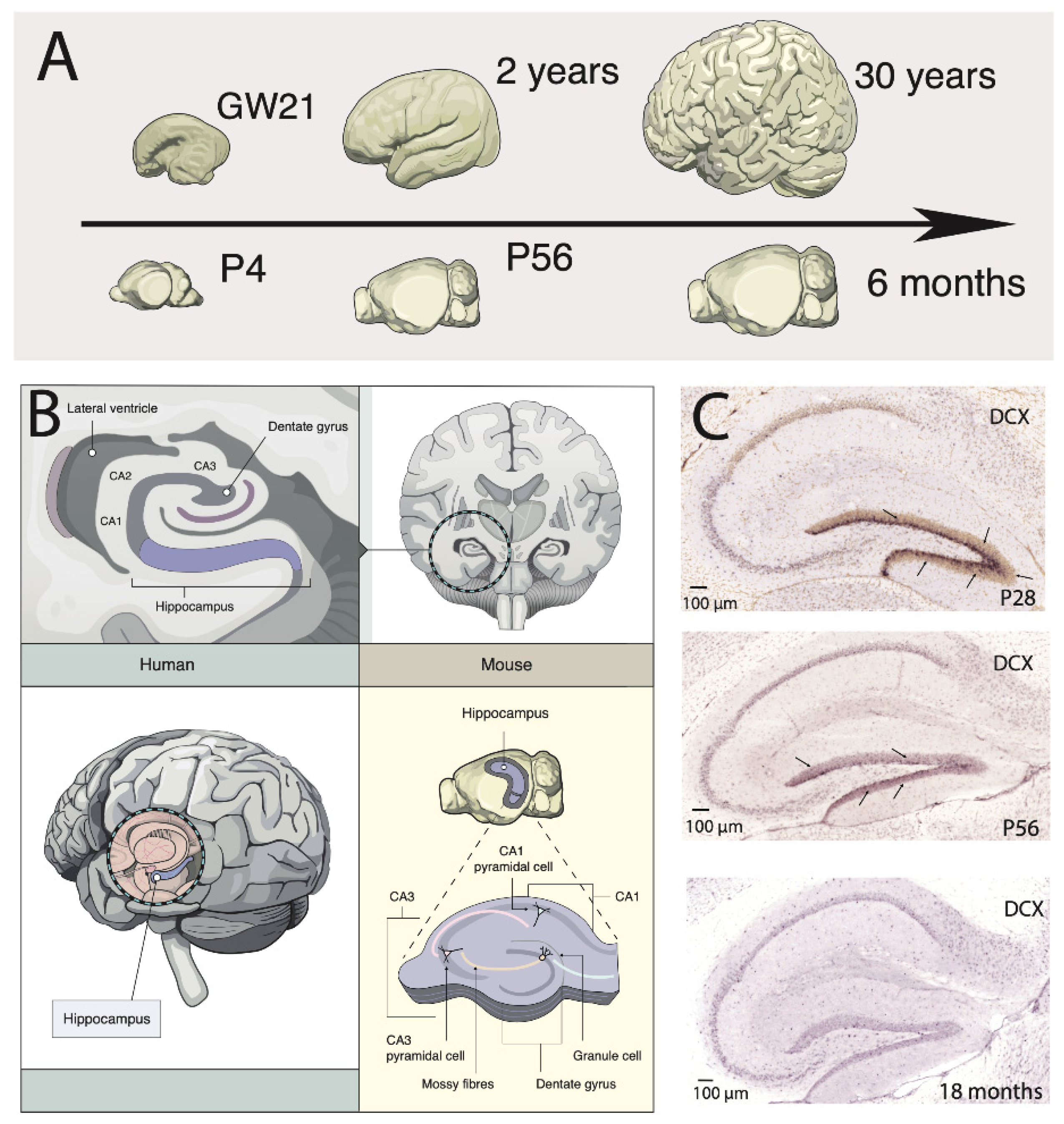 Brain Plasticity in Humans and Model Systems: Advances