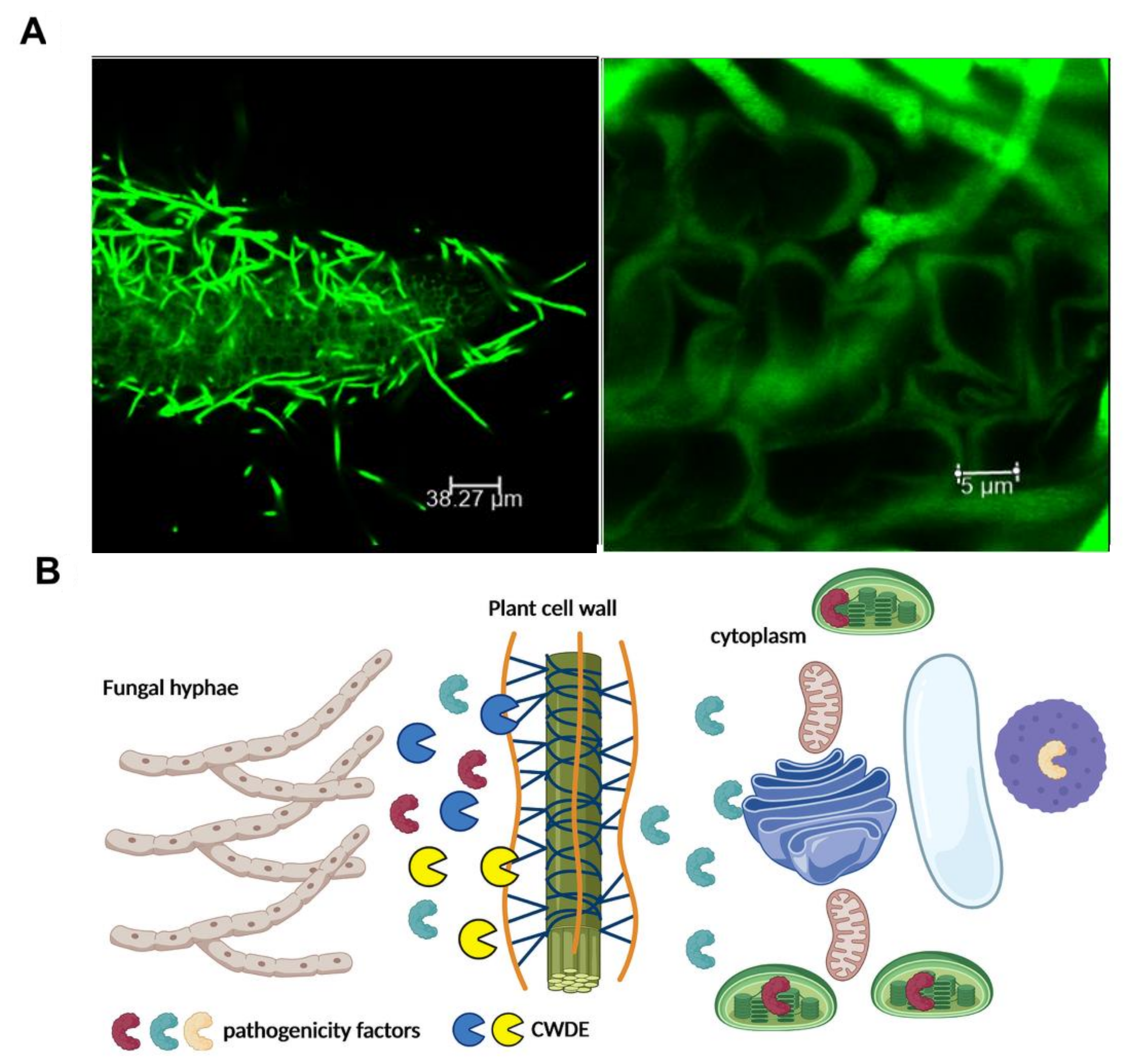 Ijms 22 09359 g002 550