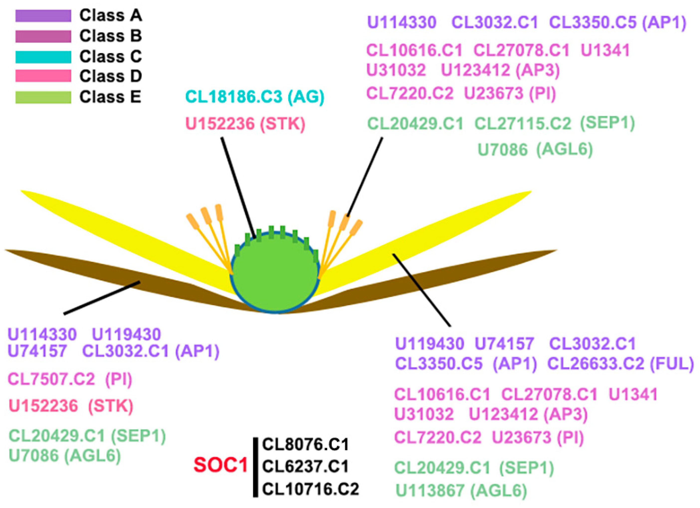 Ijms 22 09362 g008 Ijms 22 09362 g008