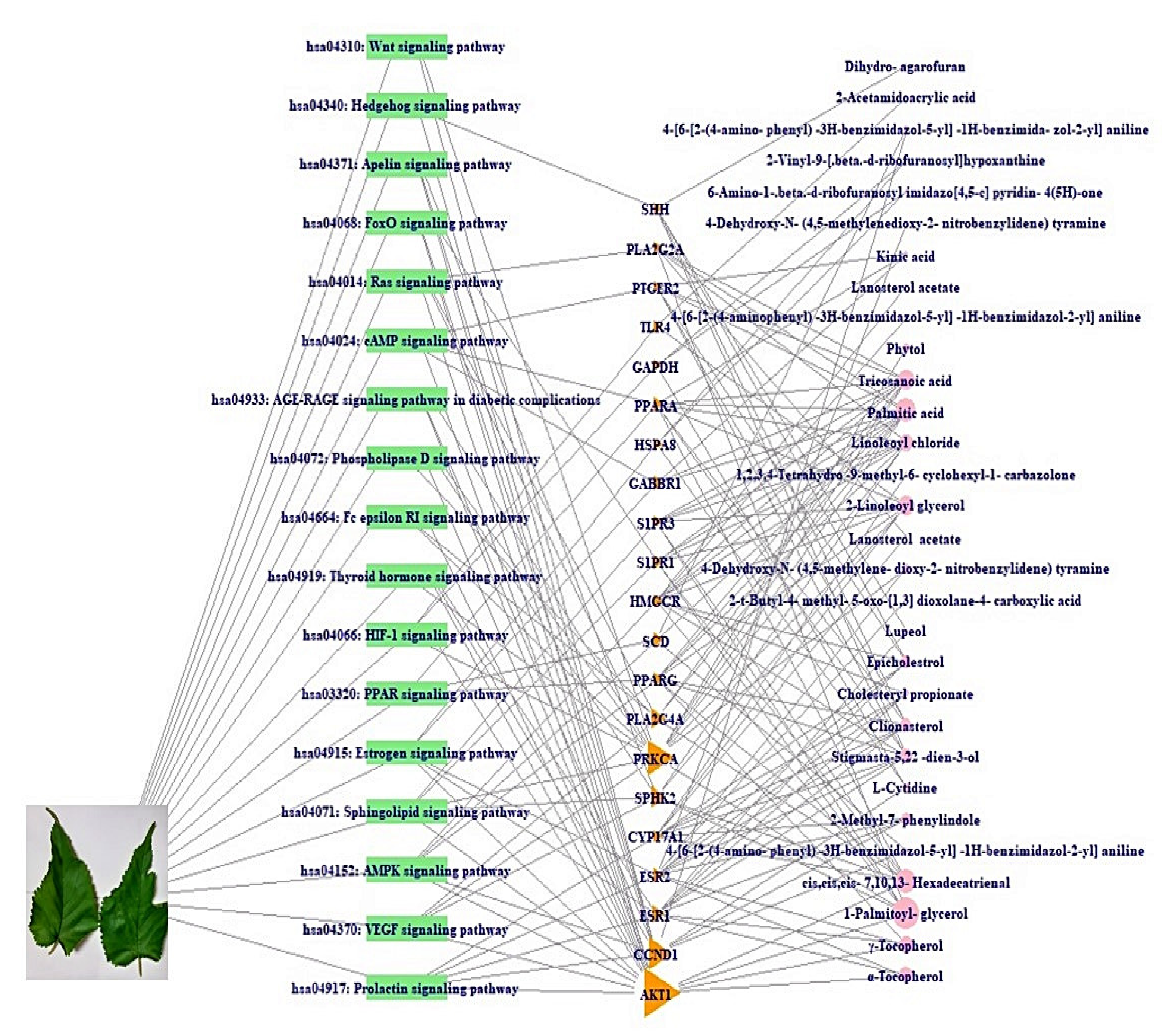 Ijms 22 09372 g006 Ijms 22 09372 g006