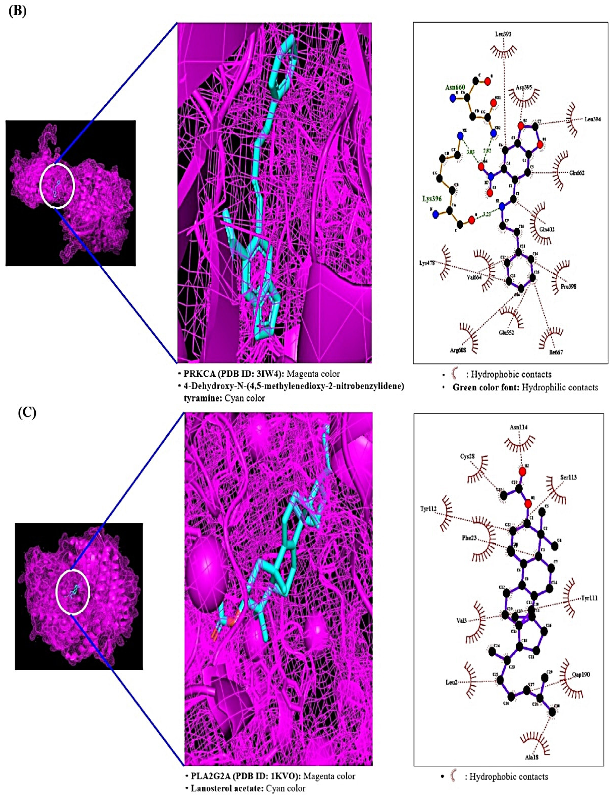 Ijms 22 09372 g007b Ijms 22 09372 g007b