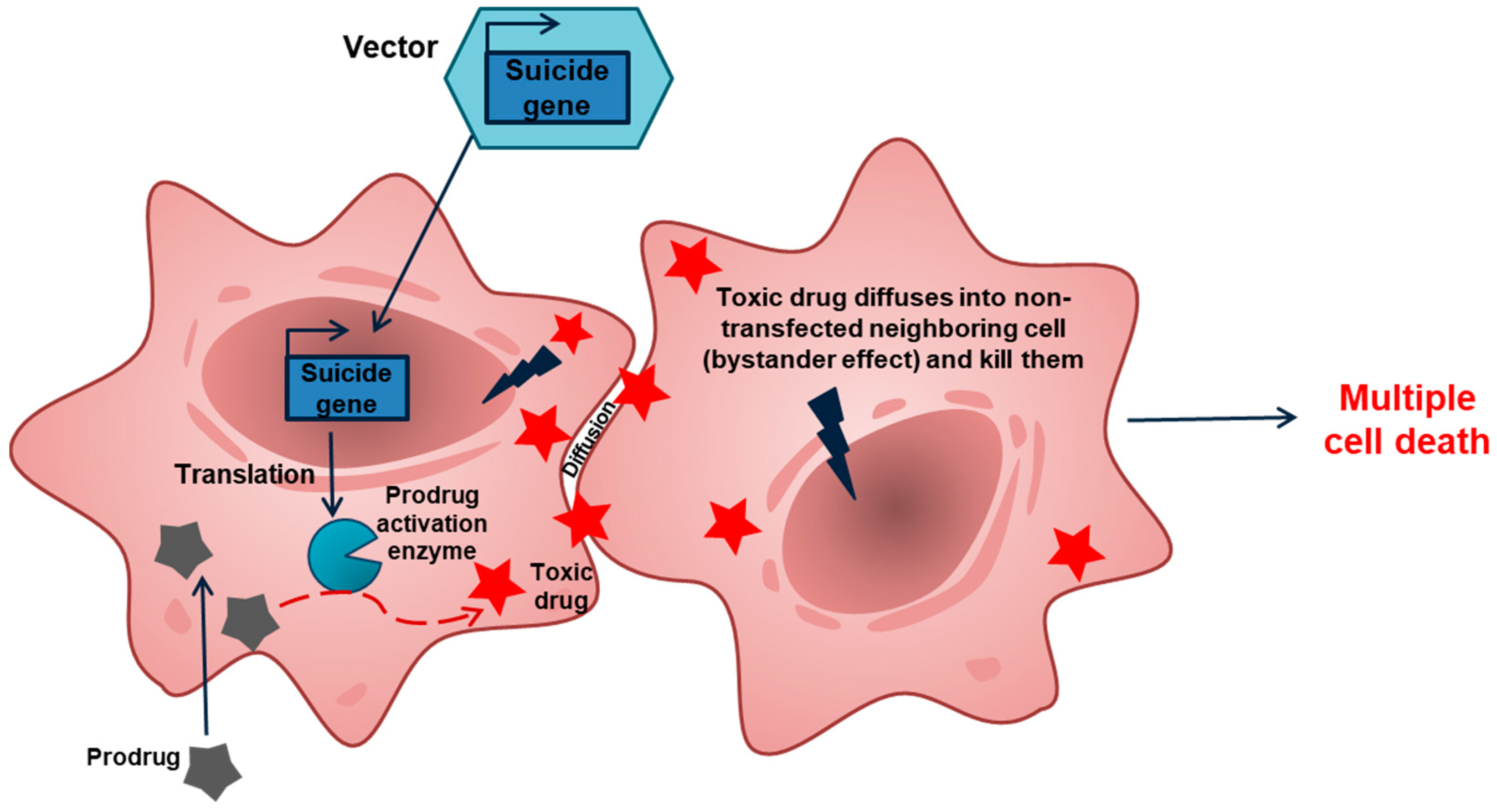 Ijms Free Full Text Step By Step Immune Activation For Suicide Gene Therapy Reinforcement Html