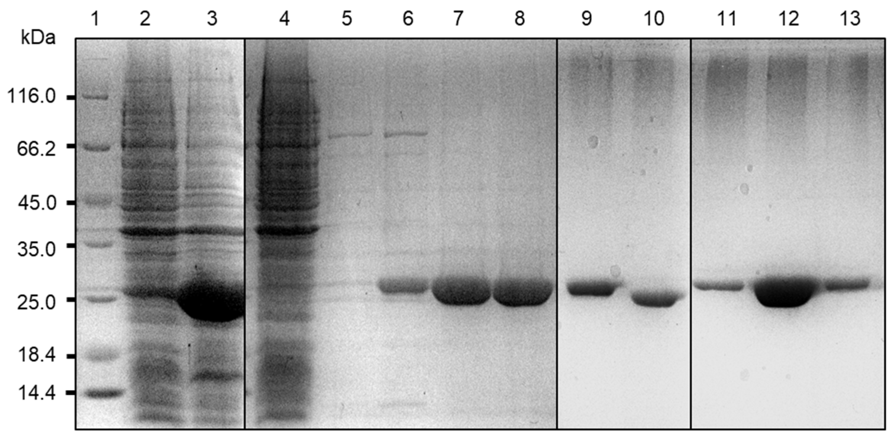 Ijms 22 09377 g004 Ijms 22 09377 g004