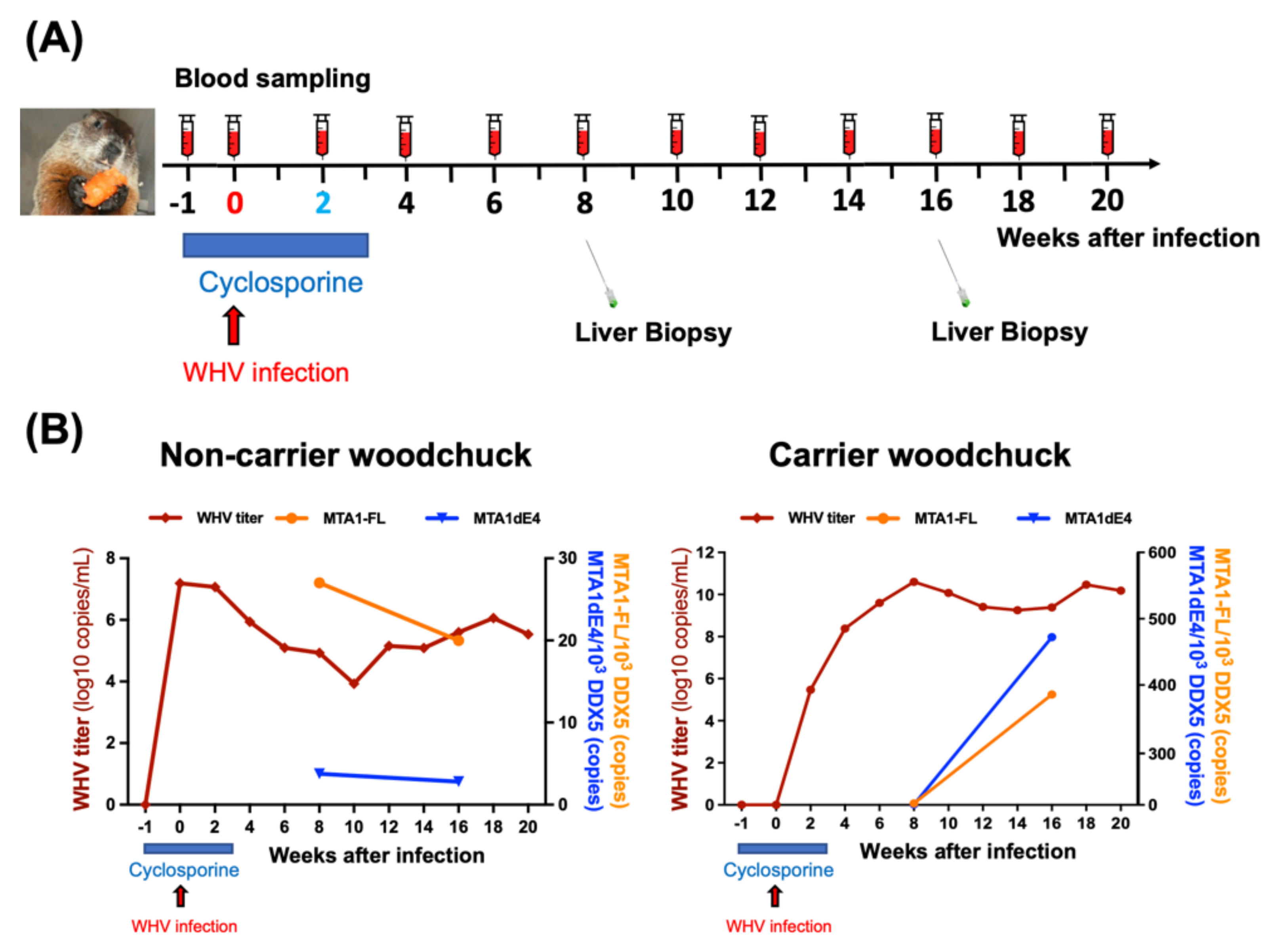Ijms 22 09380 g004 Ijms 22 09380 g004