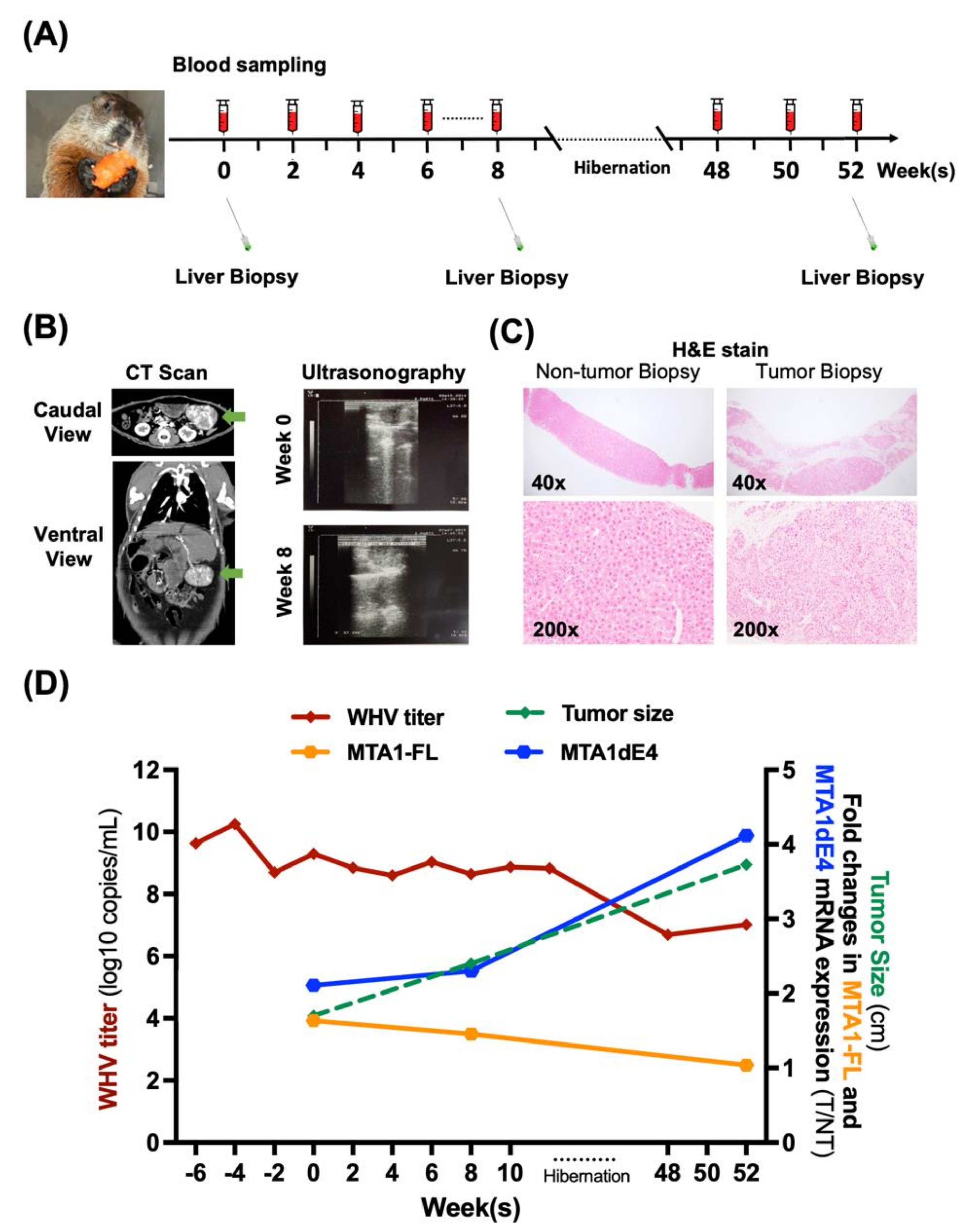 Ijms 22 09380 g005 Ijms 22 09380 g005