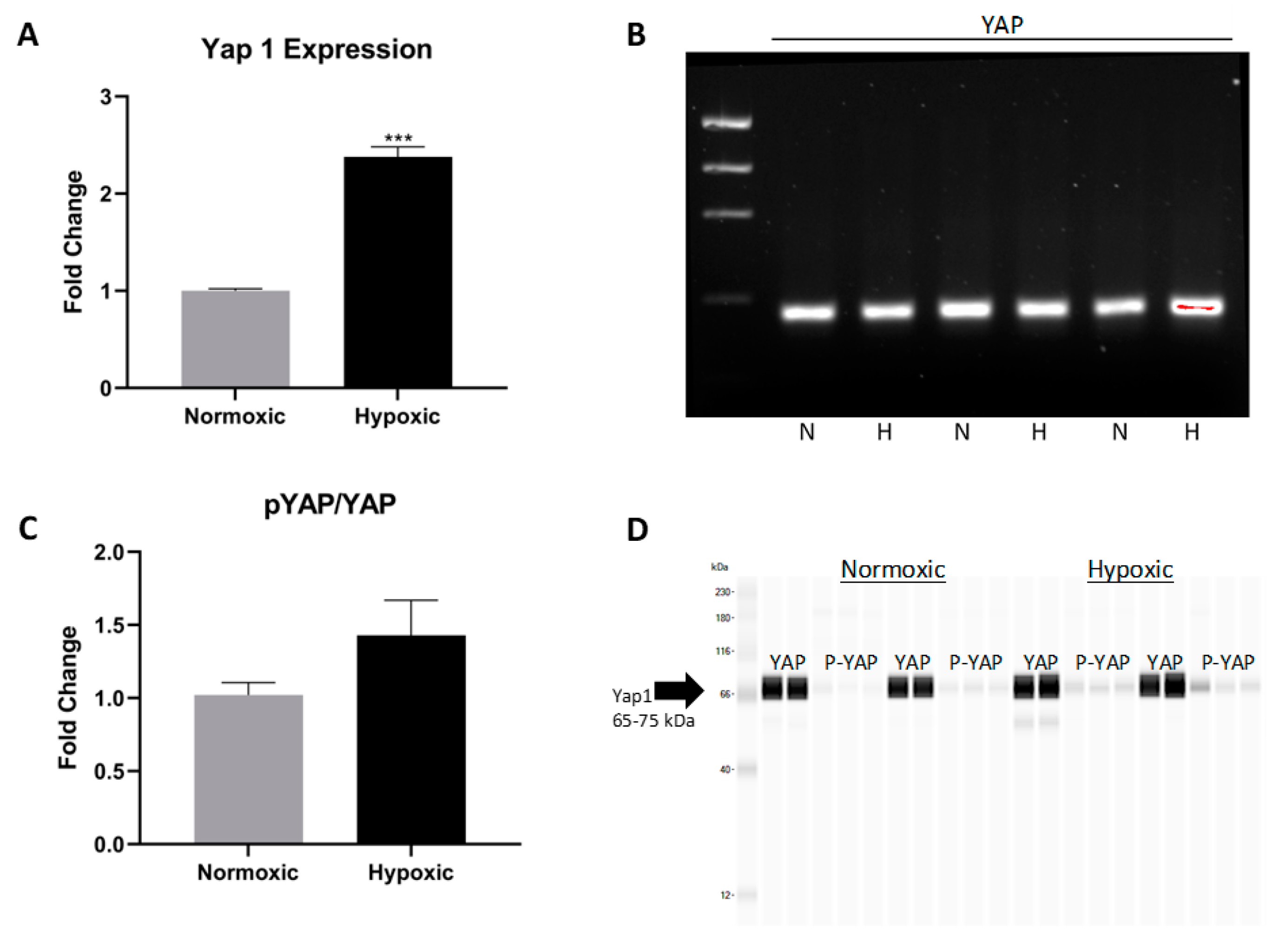 Ijms 22 09382 g004 Ijms 22 09382 g004