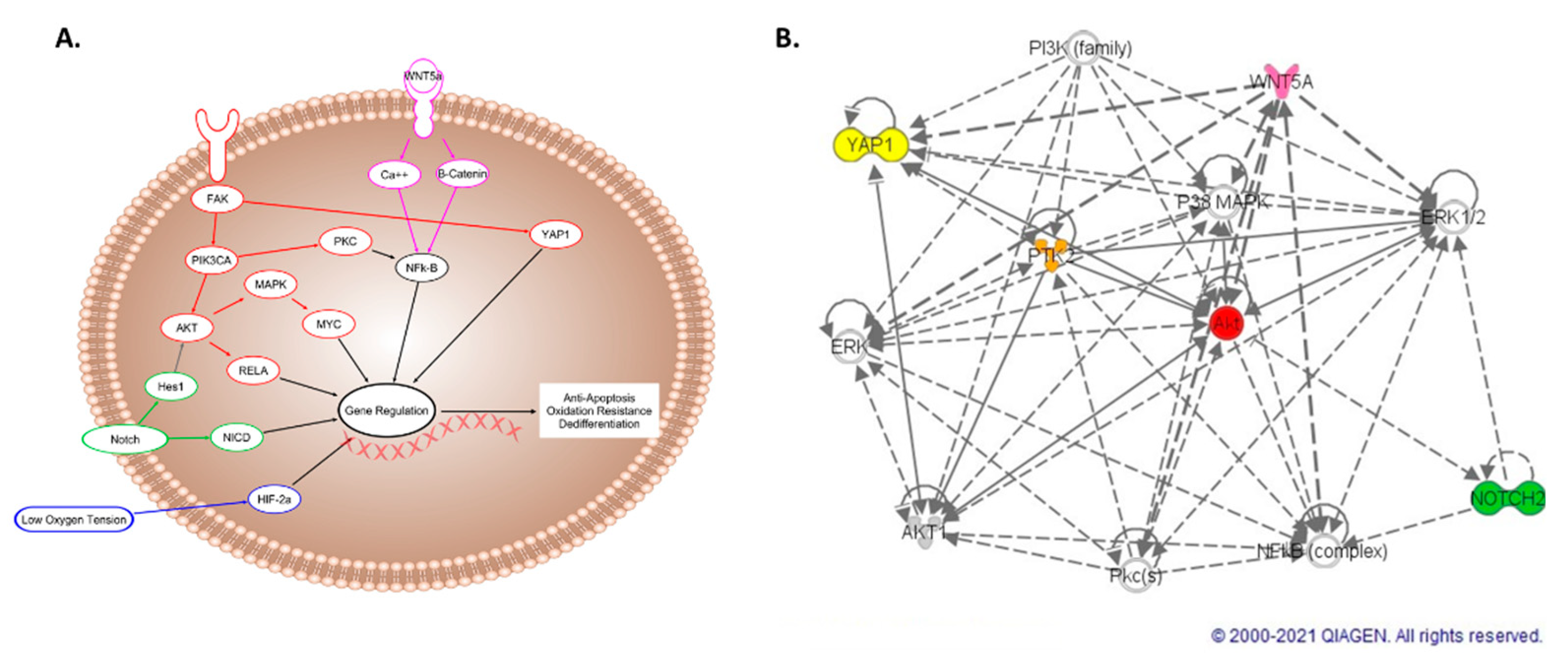 Ijms 22 09382 g007 Ijms 22 09382 g007