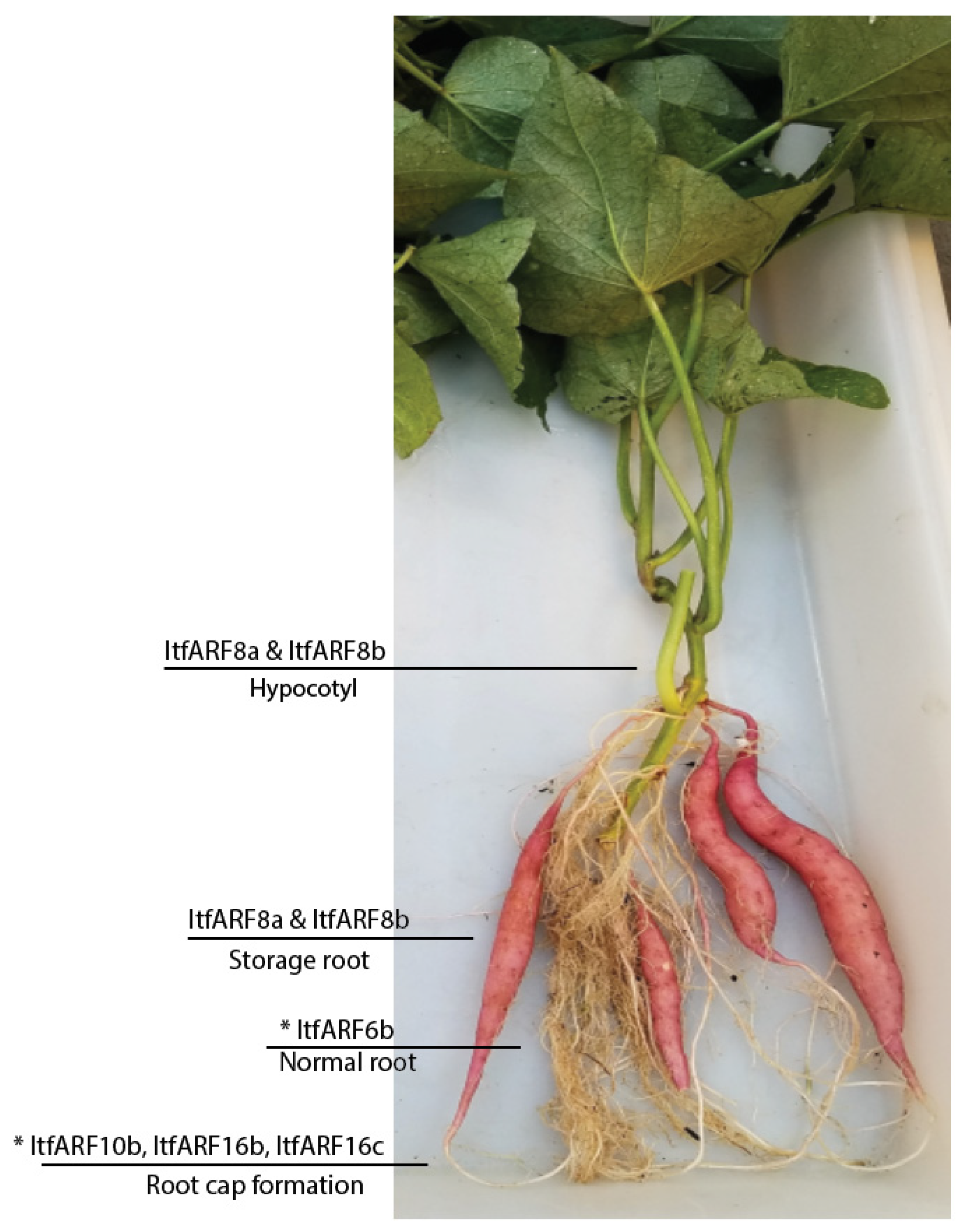 Ijms 22 09391 g005 550