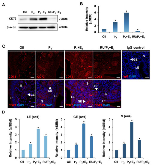 Expression and Regulation of CD73 during the Estrous Cycle in Mouse Uterus