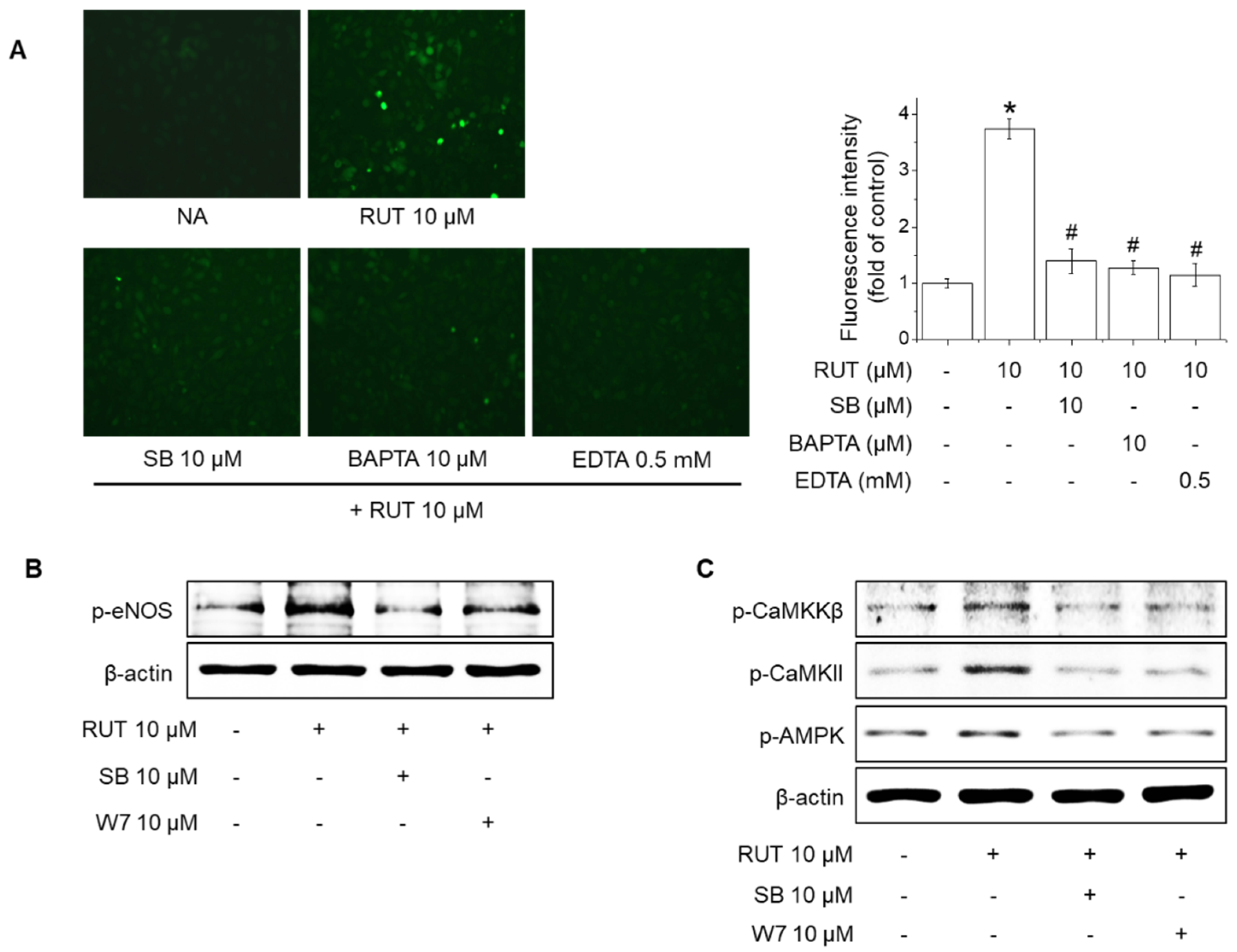 Ijms 22 09407 g004 550
