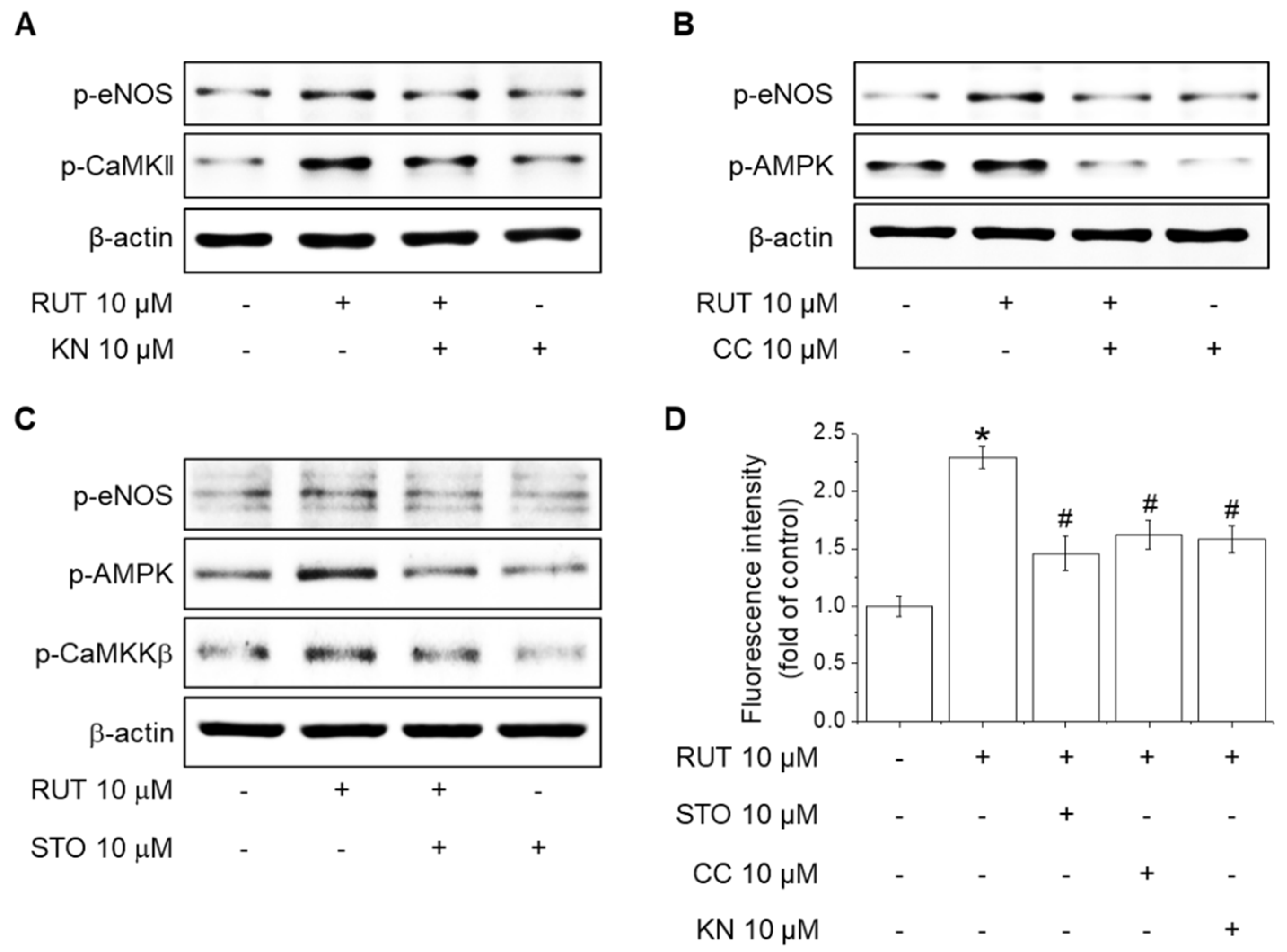 Ijms 22 09407 g005 550