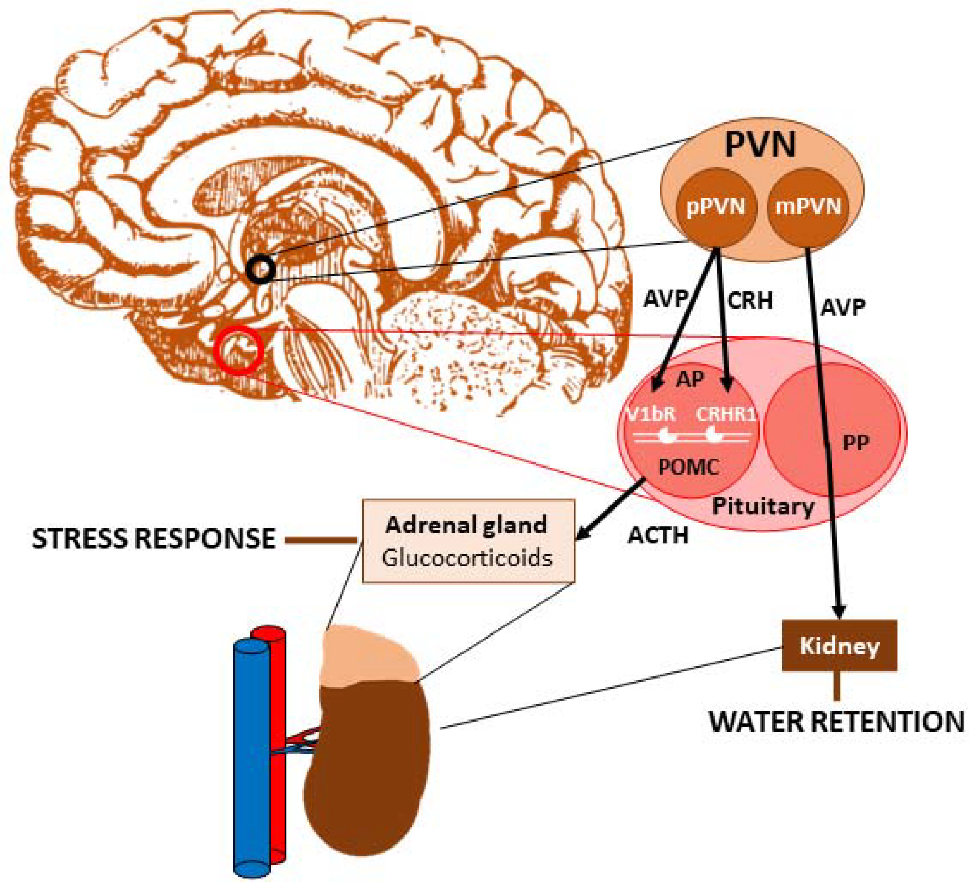 Vasopressin function