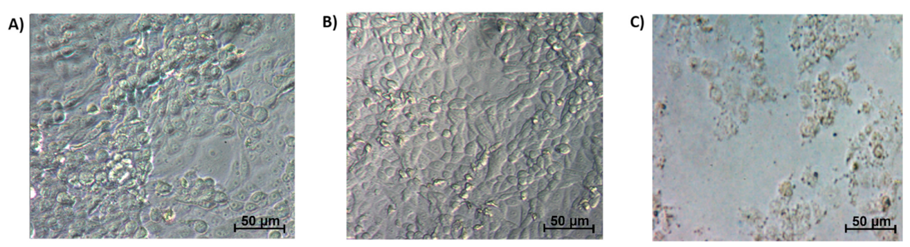 Ijms 22 09420 g005 550