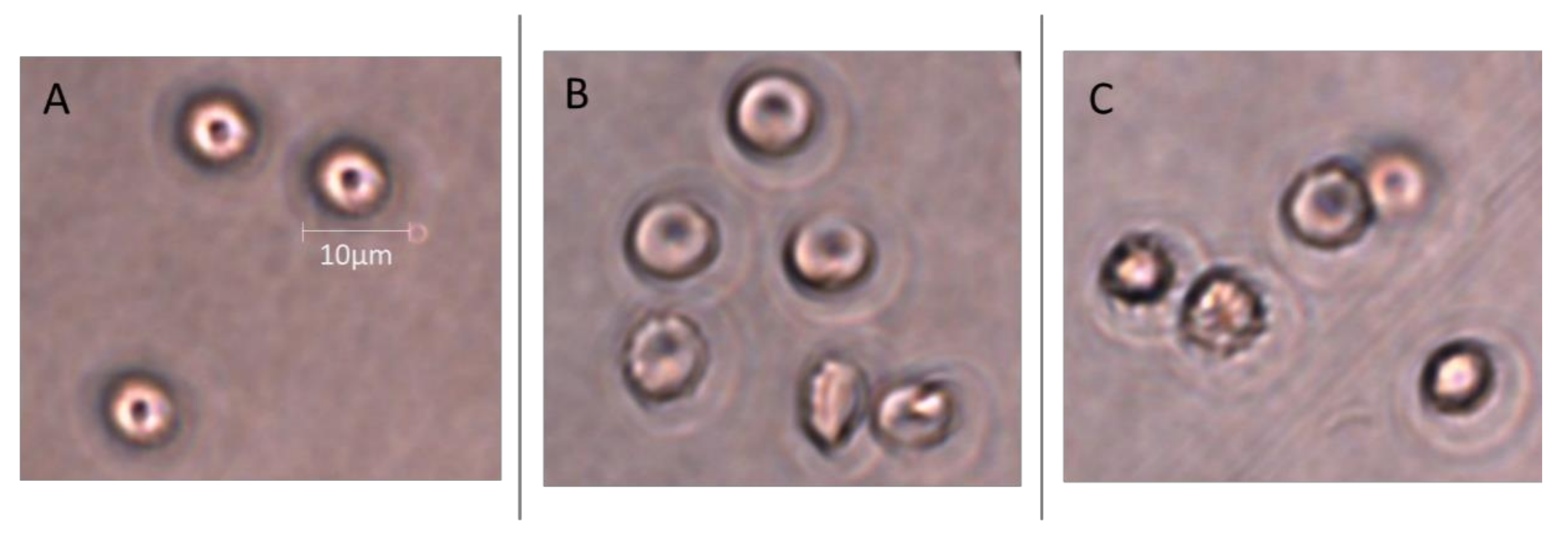 Ijms 22 09443 g018 550