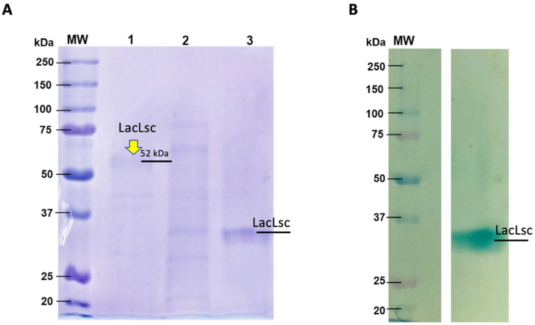 Ijms 22 09445 g001 550