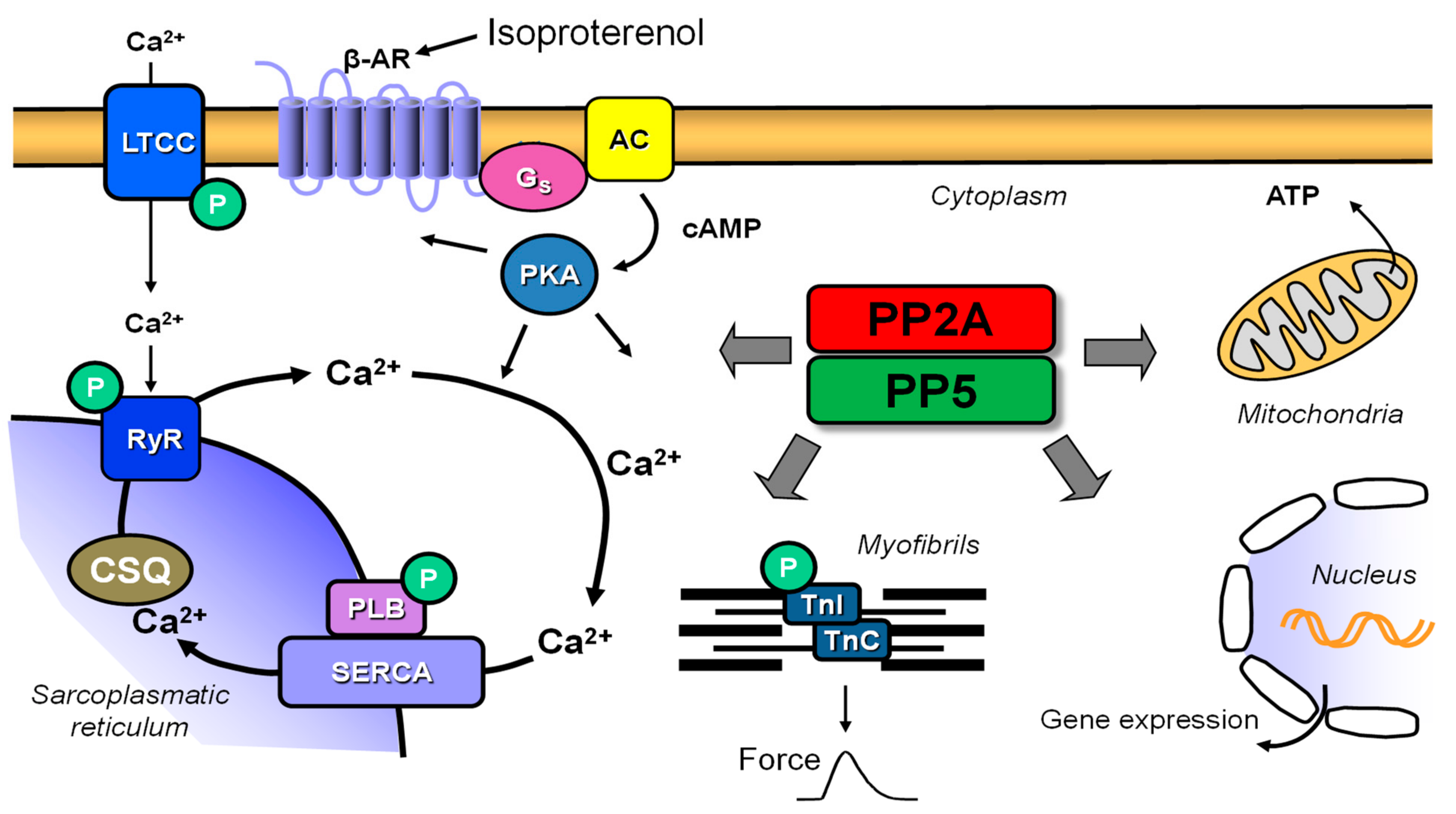 Ijms 22 09448 g001 550