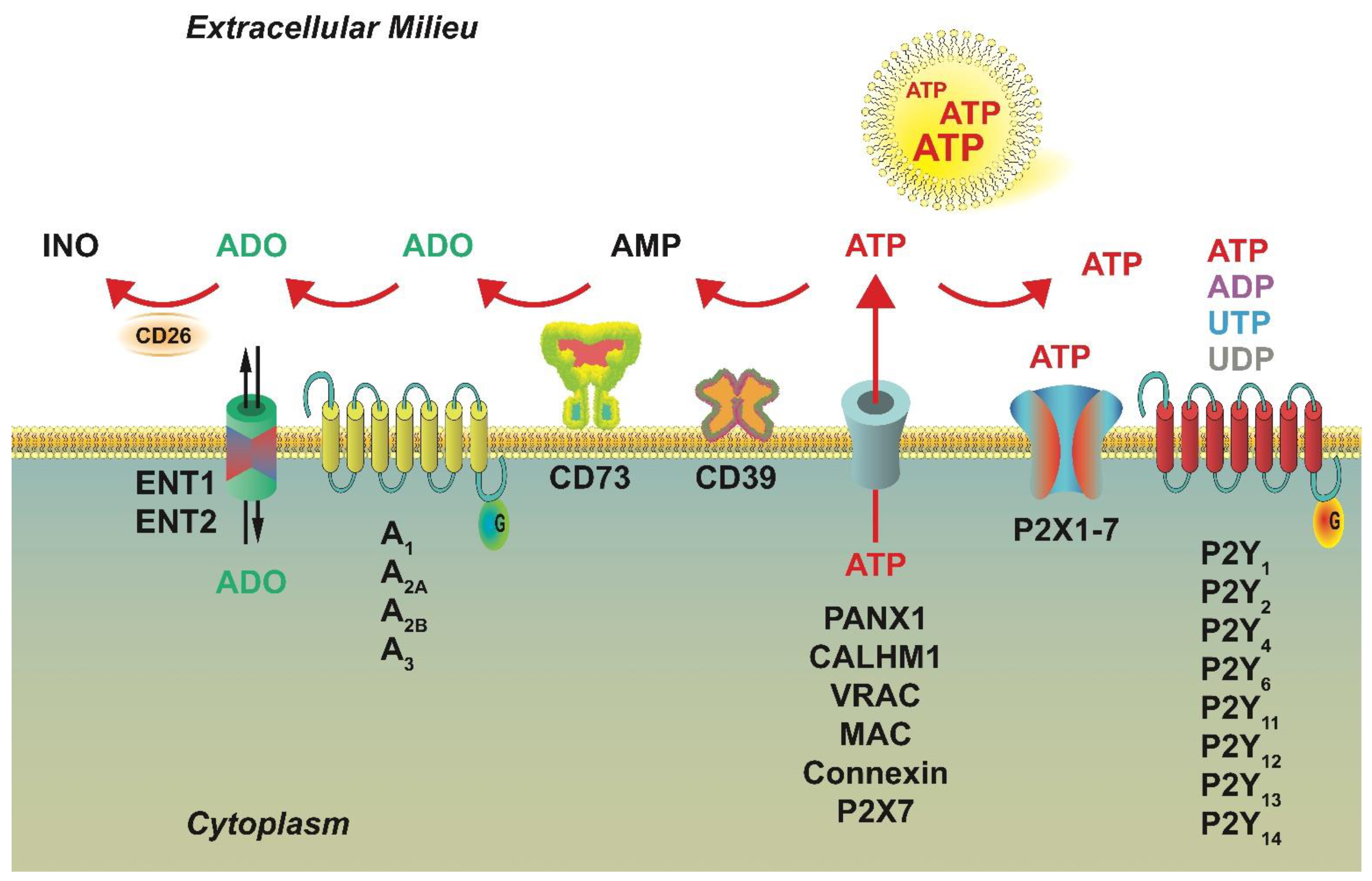 Ijms 22 09449 g001 550