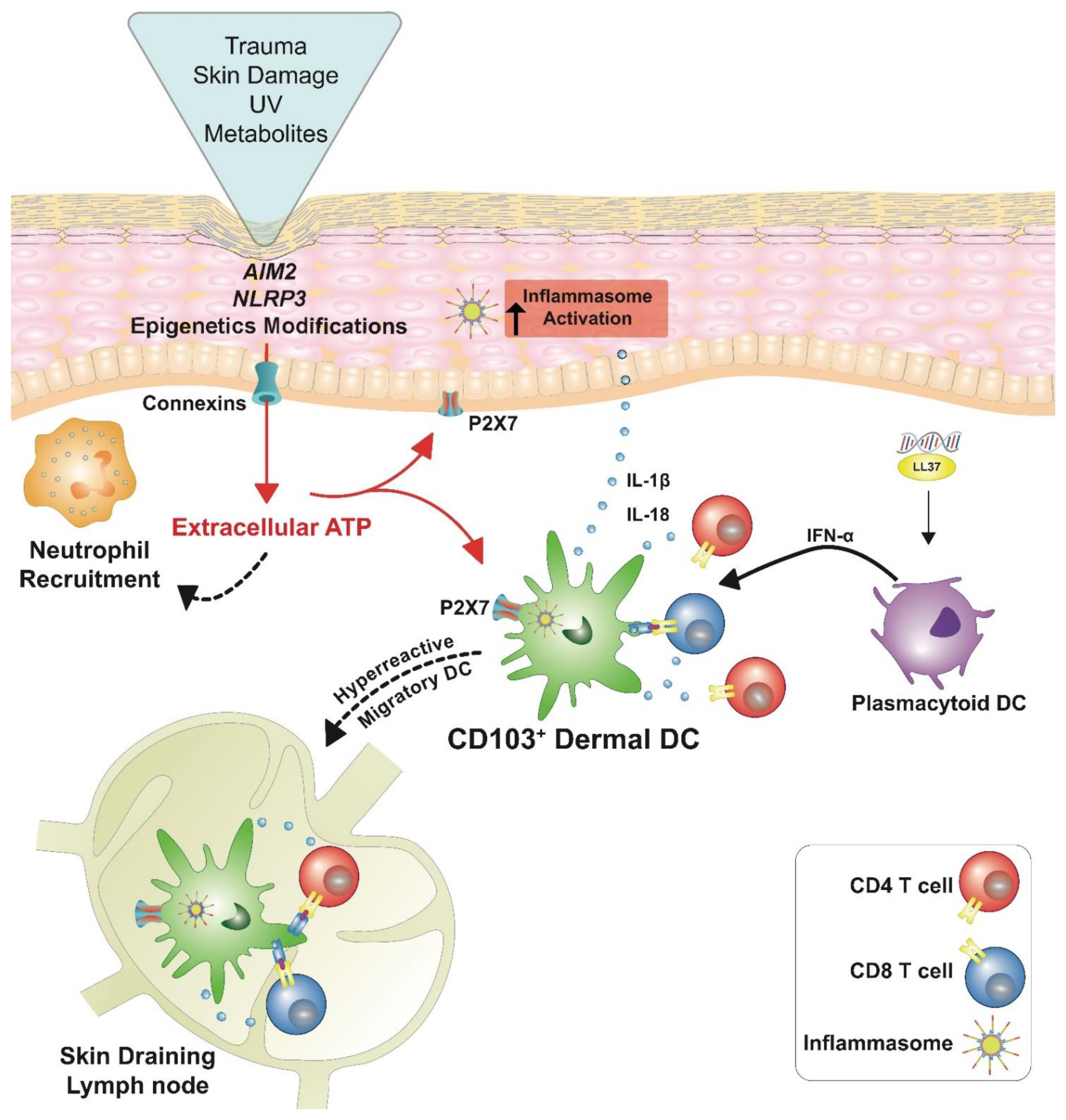 Ijms 22 09449 g002 550