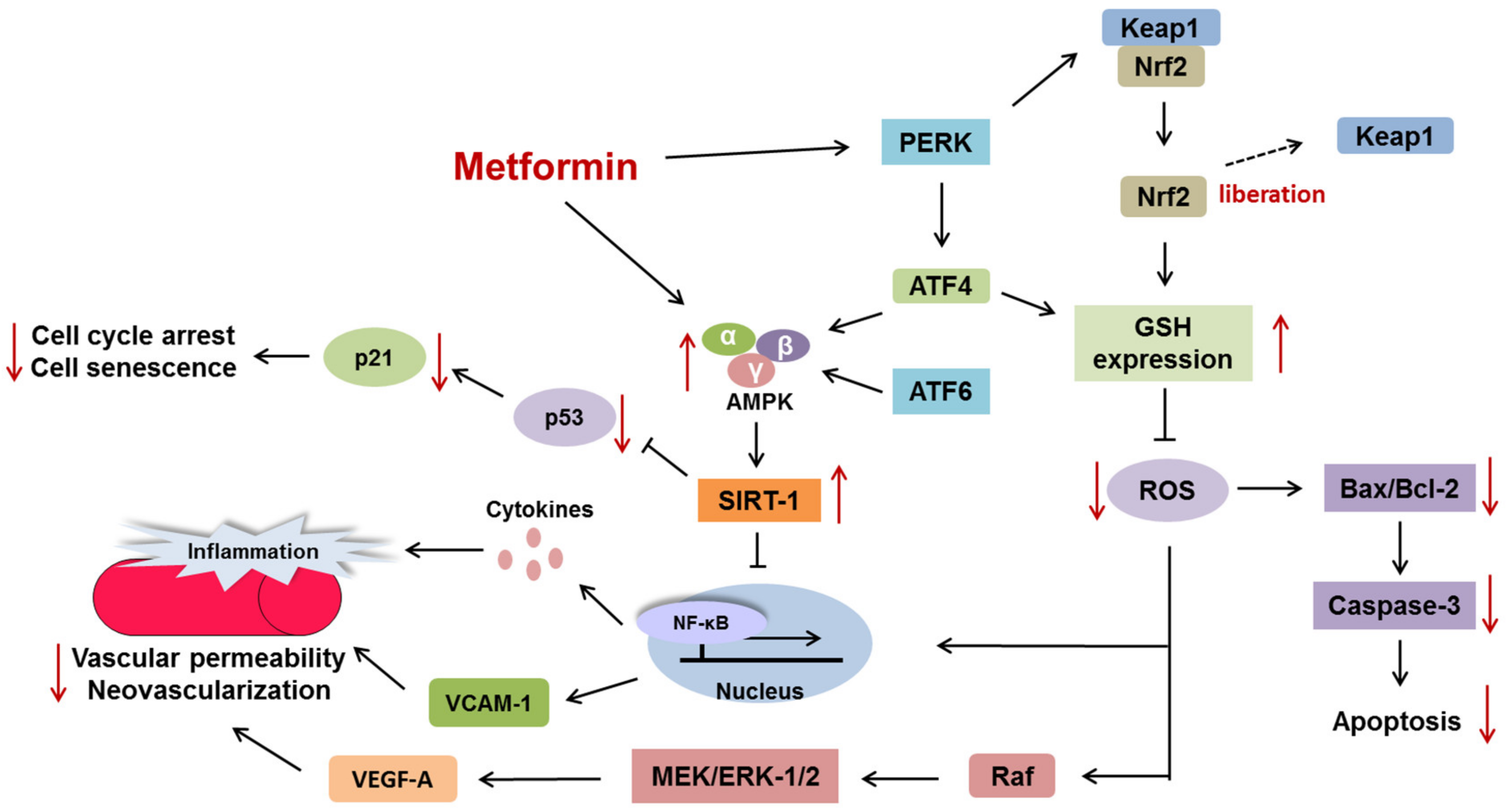 Ijms 22 09453 g002 550
