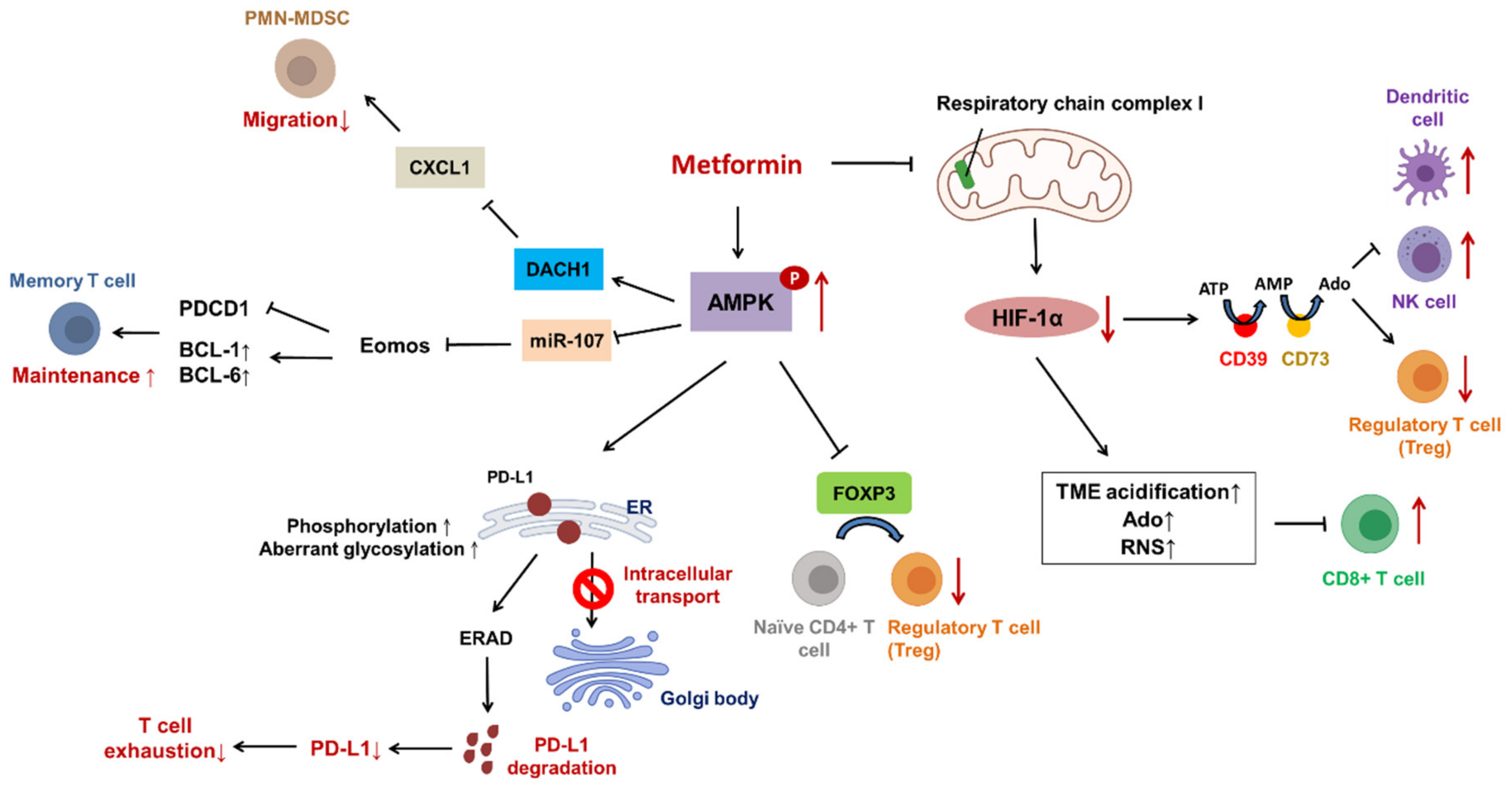 Ijms 22 09453 g007 550